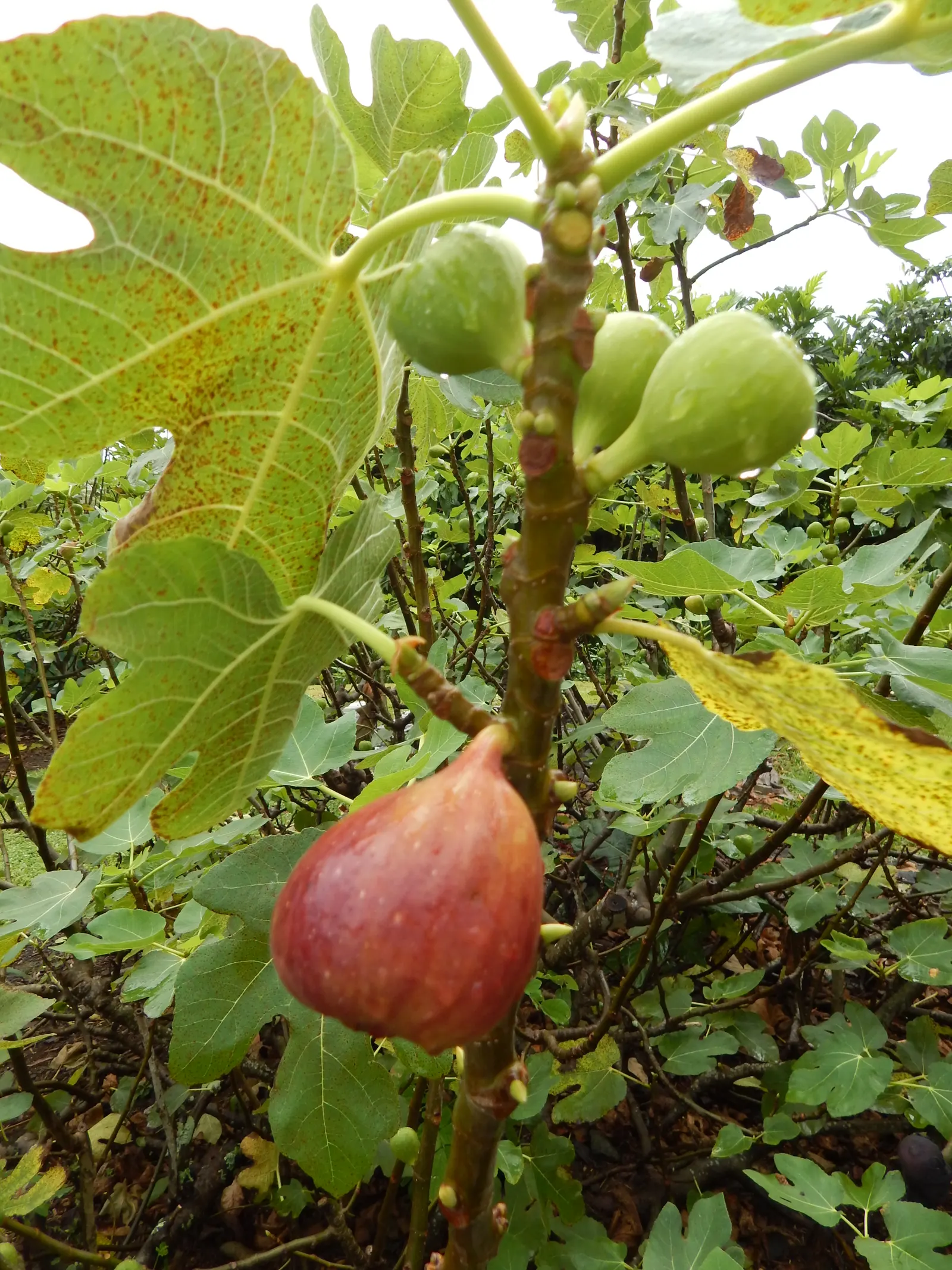 Edible Fig (Ficus Carica) — avoid planting near foundations or walkways to prevent structural complications; tree for full or half, image 165