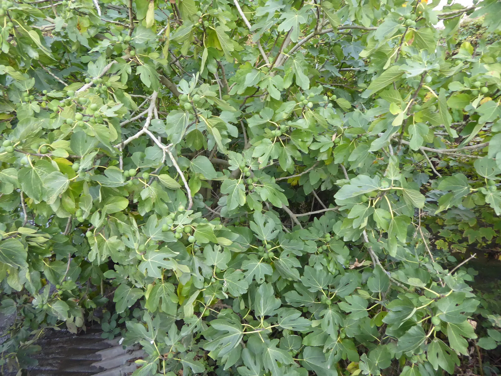 Edible Fig (Ficus Carica) — is a versatile and attractive deciduous tree that can be a delightful addition to any landscape design; space 15-20, image 152