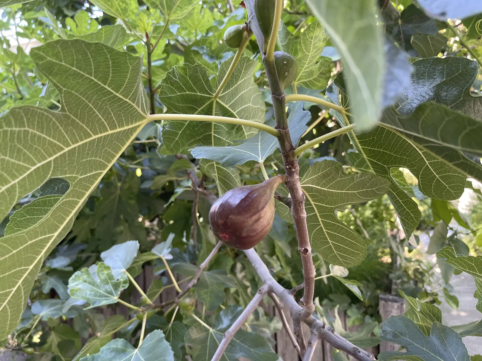 Edible Fig (Ficus Carica) — Aesthetic and functional, it's a splendid choice for edible landscapes and as a focal specimen; in spring and, image 126