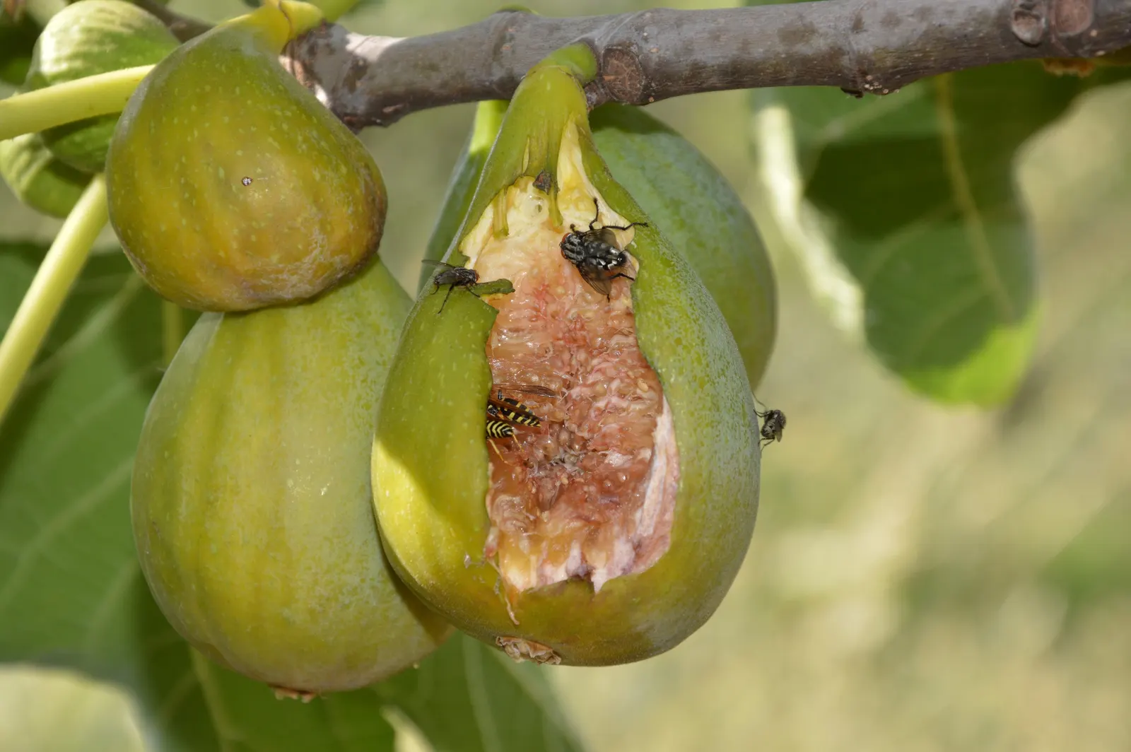 Edible Fig (Ficus Carica) — palmate leaves create a tropical appearance and are generally about 4 to 9 inches in length; native to the, image 156