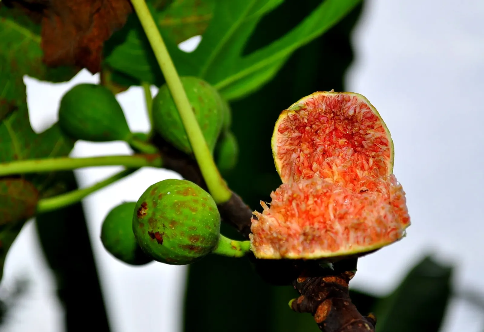 Edible Fig (Ficus Carica) — Space 15-20 feet apart for ample growth; is a versatile and attractive deciduous tree that can be a delightful addition, image 125