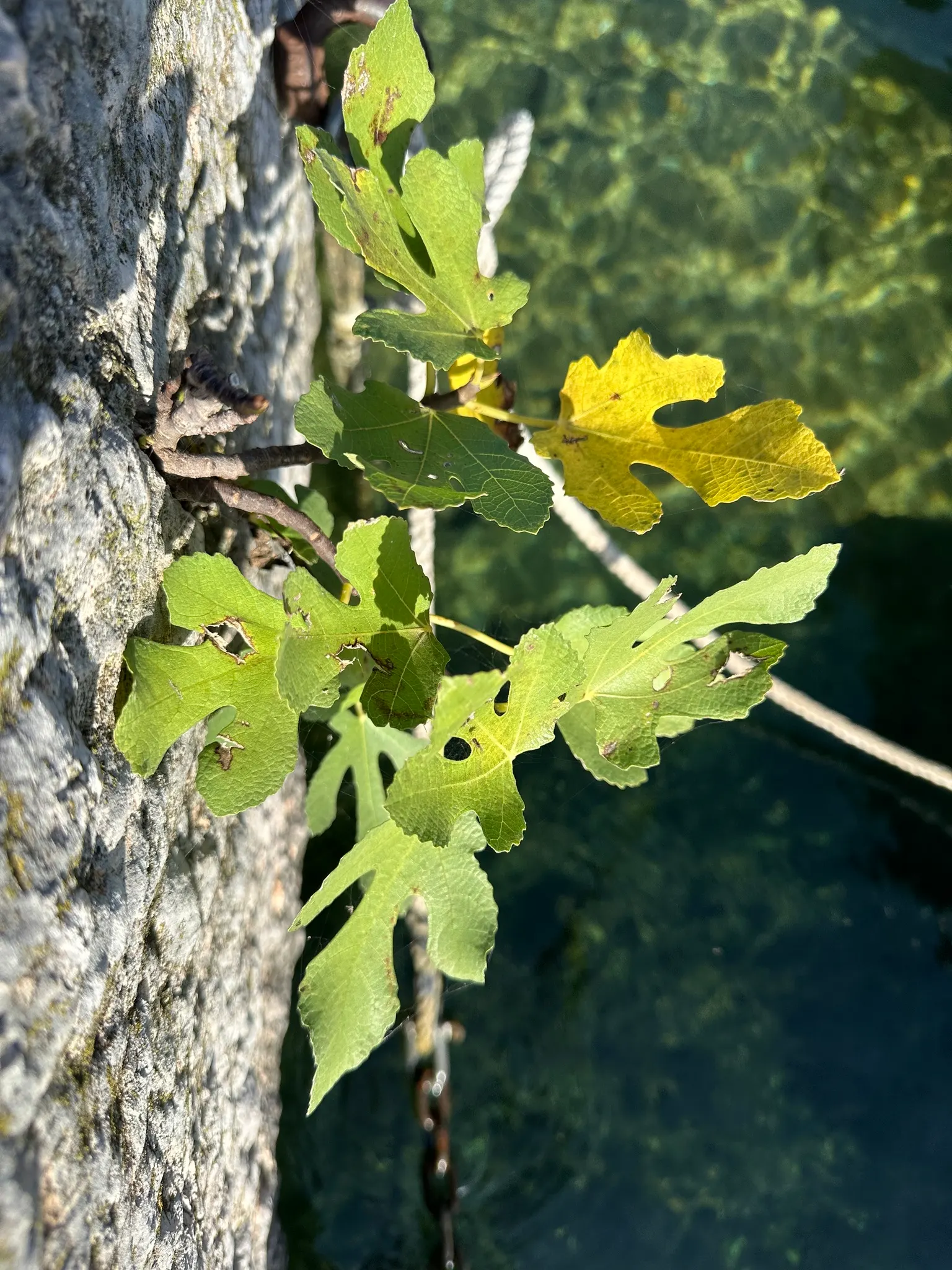 Edible Fig (Ficus Carica) — It sports large, lobed leaves, creating a tropical feel; and ranges in color from green to purple