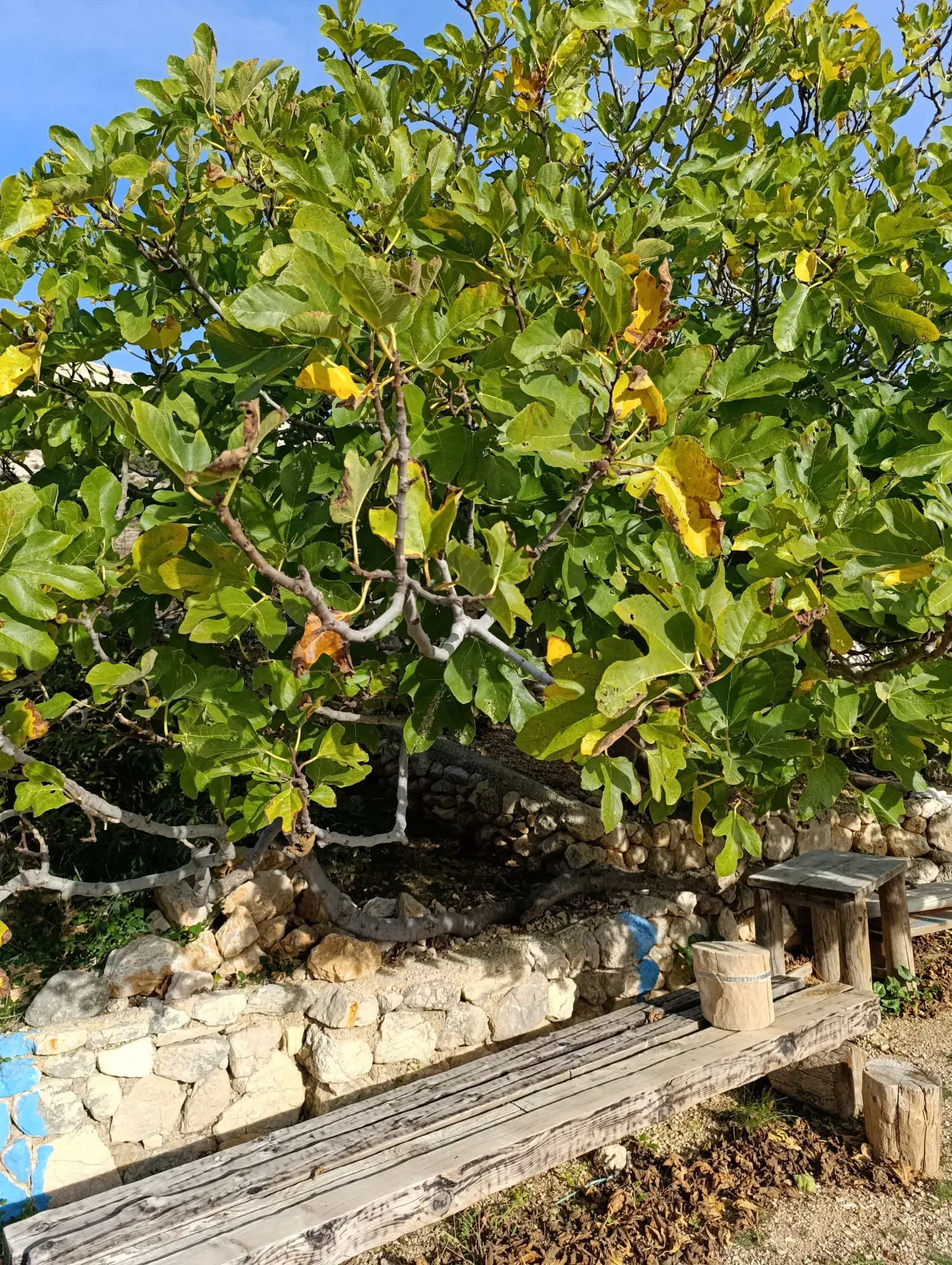 Edible Fig (Ficus Carica) — The fruit becomes approximately 2 to 4 inches long; this species of fig is well-suited for USDA Hardiness Zones 7-11, image 67