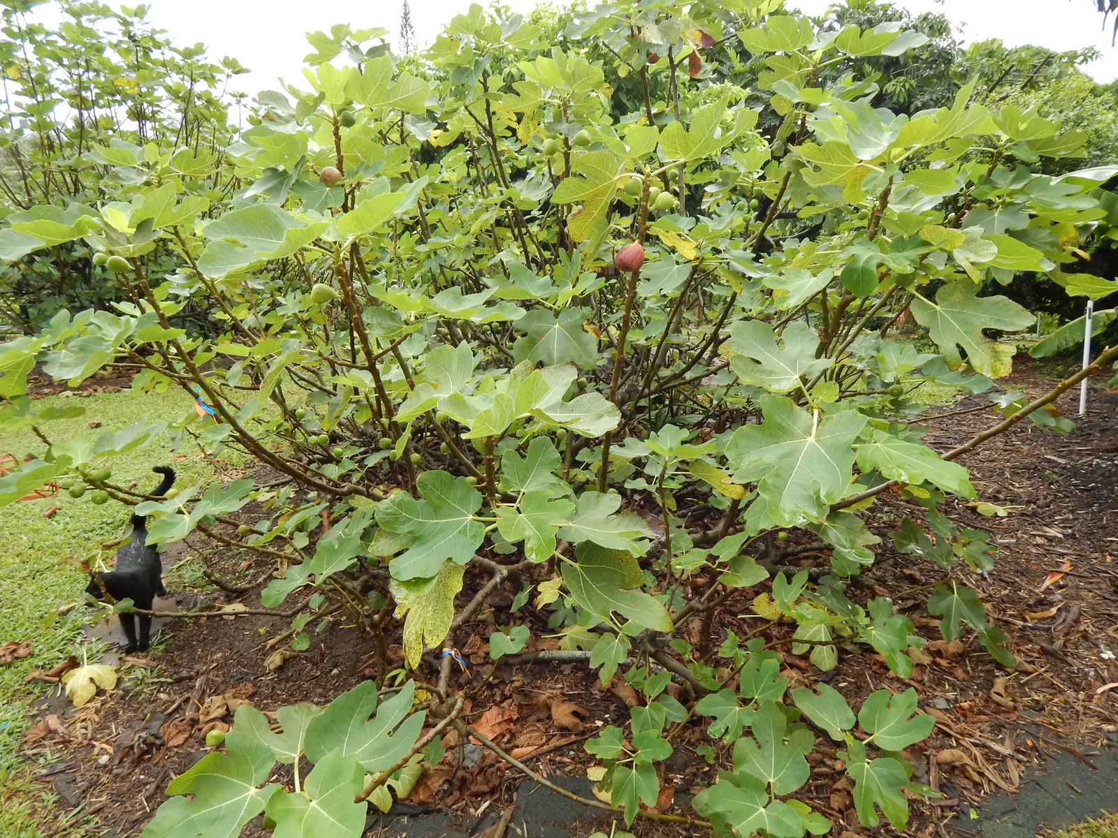Edible Fig (Ficus Carica) — The Edible Fig can be pruned to maintain a desired shape and size
