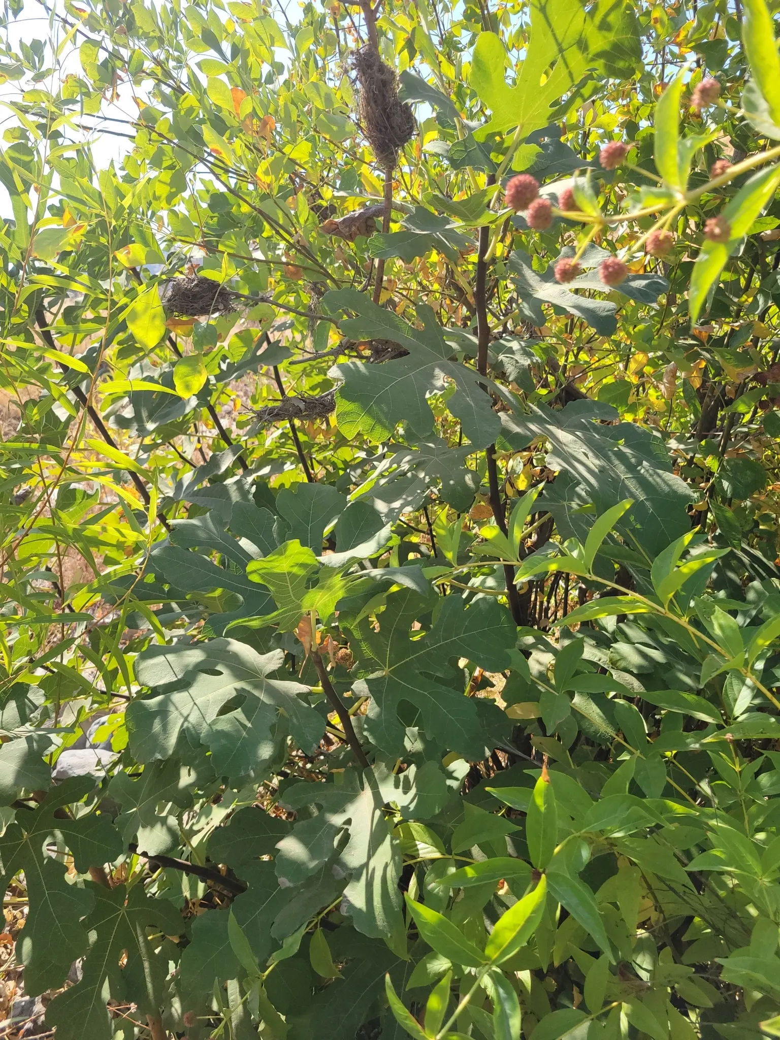 Edible Fig (Ficus Carica) — avoid planting near foundations or walkways to prevent structural complications; tree for full or half, image 141