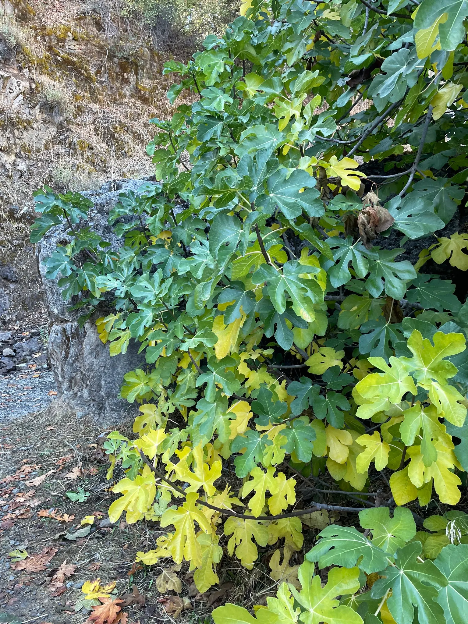 Edible Fig (Ficus Carica) — In spring and throughout the summer