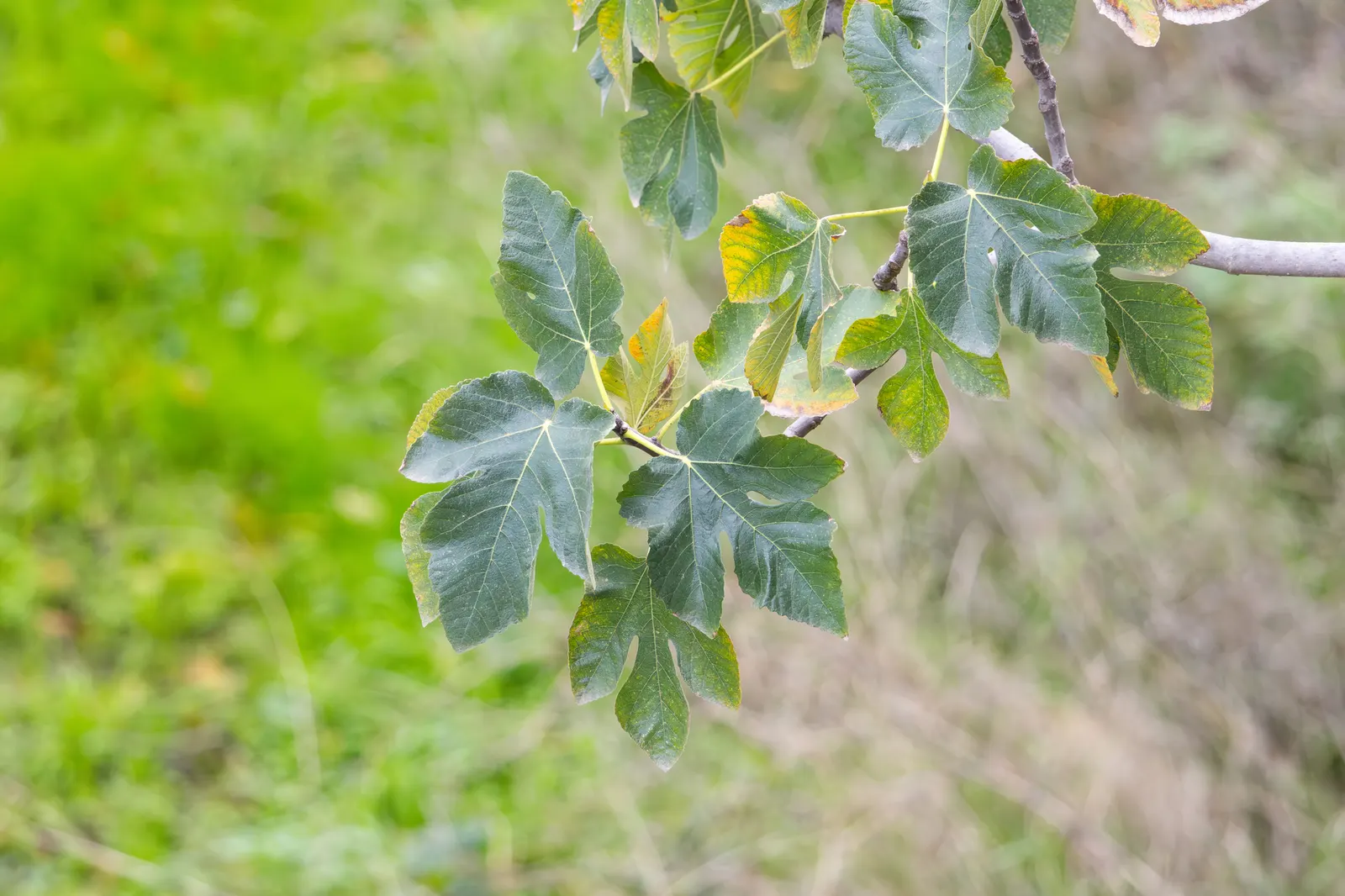 Edible Fig (Ficus Carica) — It sports large, lobed leaves, creating a tropical feel