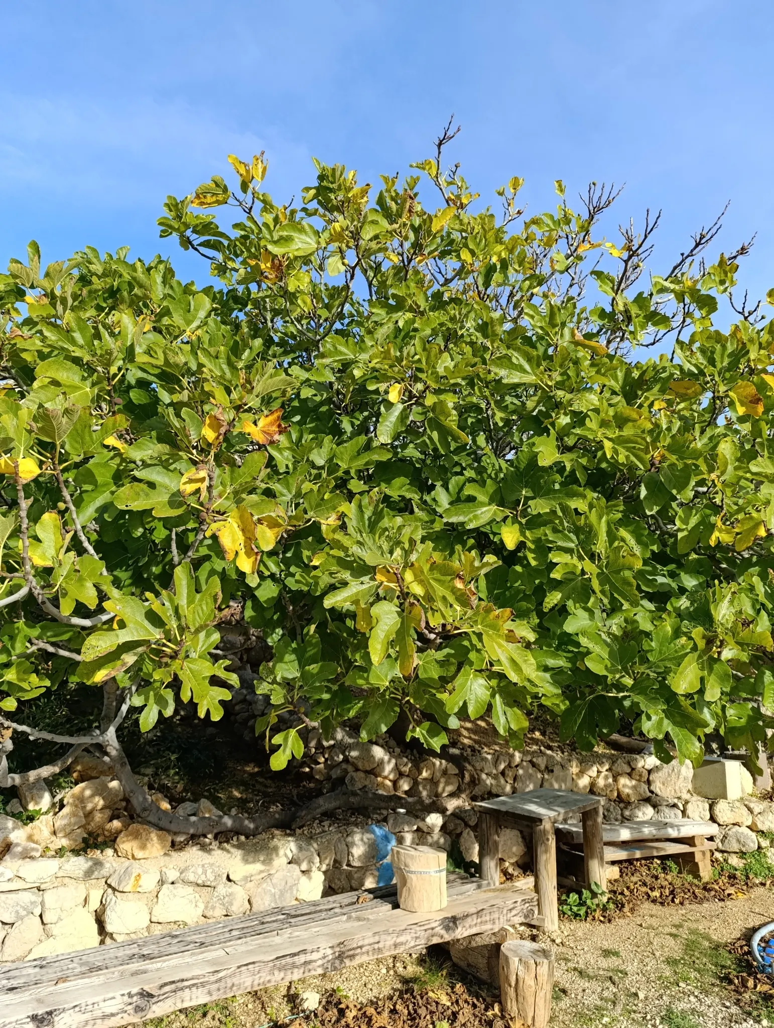 Edible Fig (Ficus Carica) — so allocating ample space for development in the garden layout is crucial.<br><br>This tree's broad; this deciduous, image 83