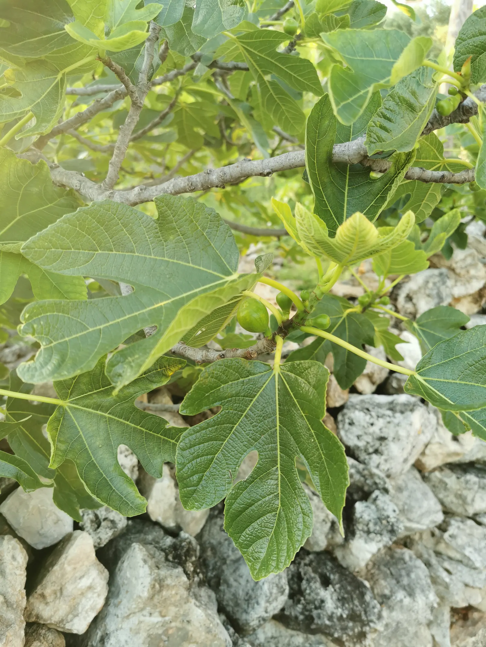 Edible Fig (Ficus Carica) — The foliage turns a warm yellow hue in the fall before shedding, providing seasonal interest; making it suitable for, image 62