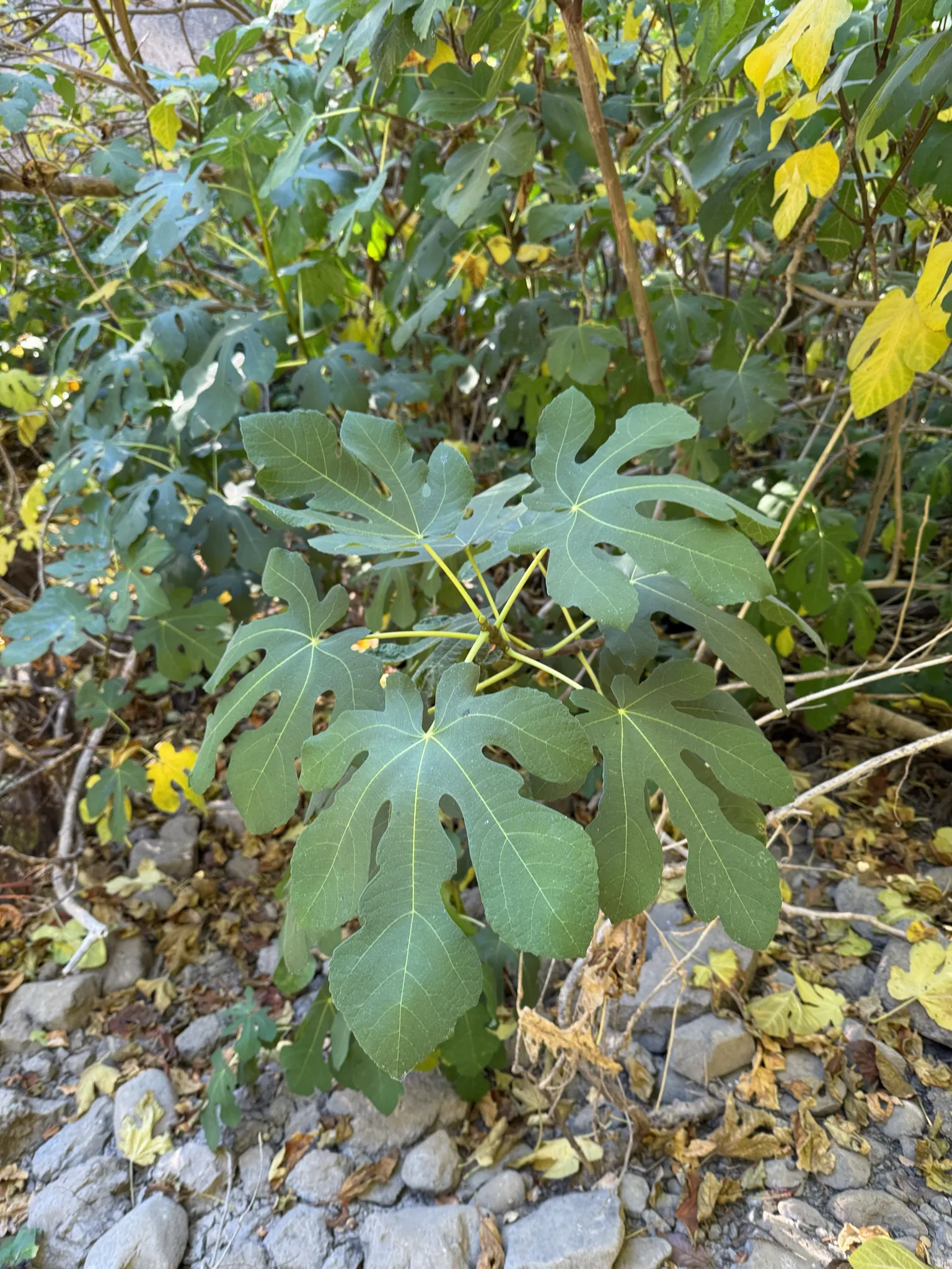 Edible Fig (Ficus Carica) — this species of fig is well-suited for USDA Hardiness Zones 7-11 and typically thrives in temperate climates; the fruit, image 178