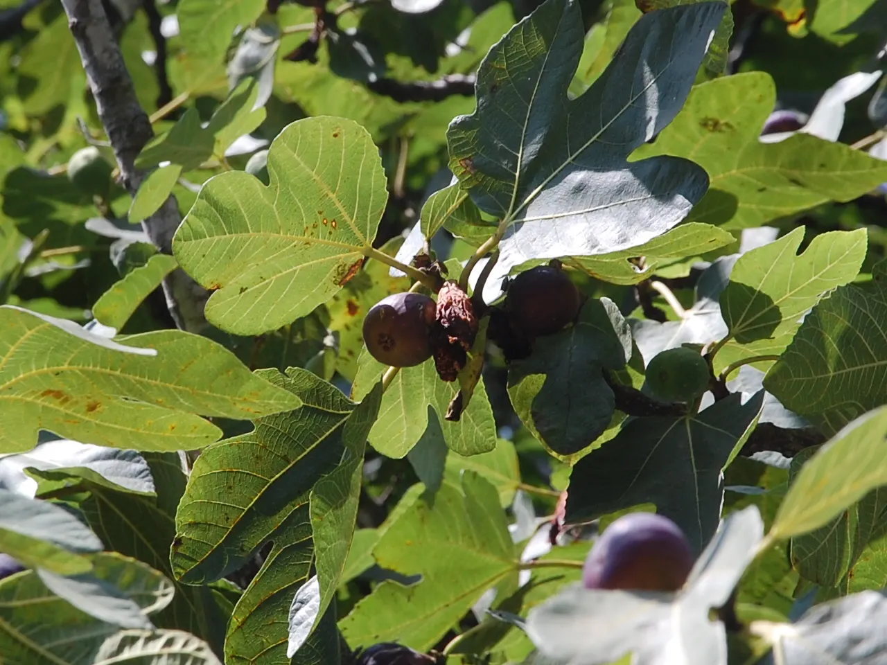 Edible Fig (Ficus Carica) — Due to its expansive root system; which has a sweet and succulent taste