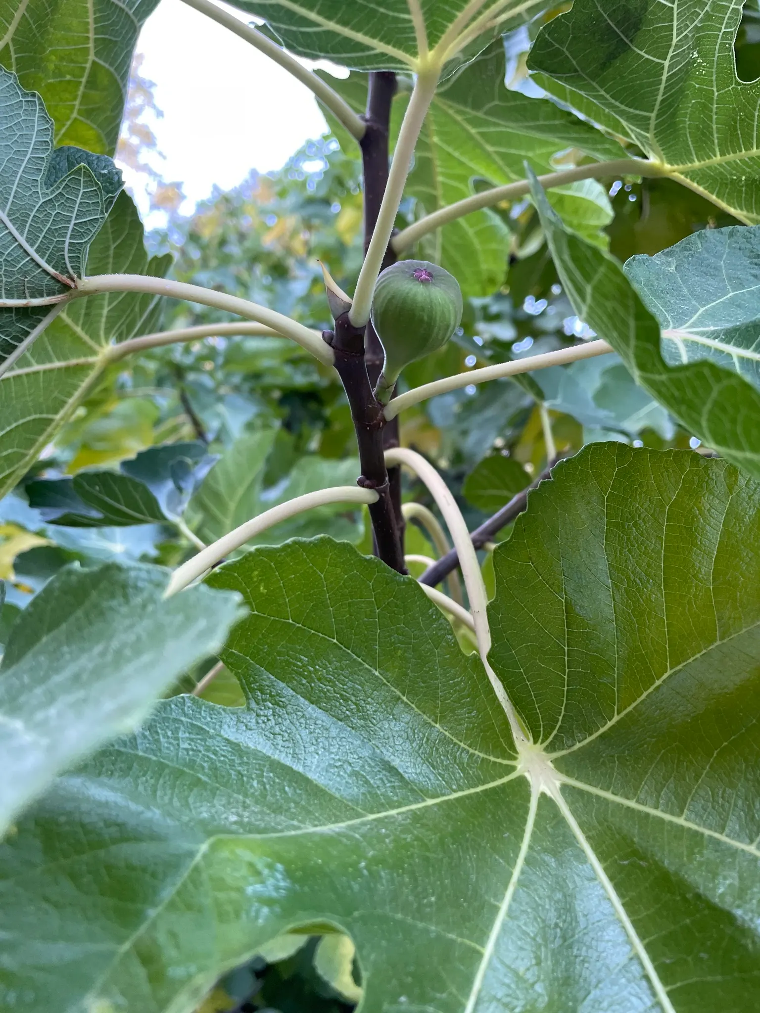 Edible Fig (Ficus Carica) — The Edible Fig can be pruned to maintain a desired shape and size; scientifically known as Ficus carica, image 118