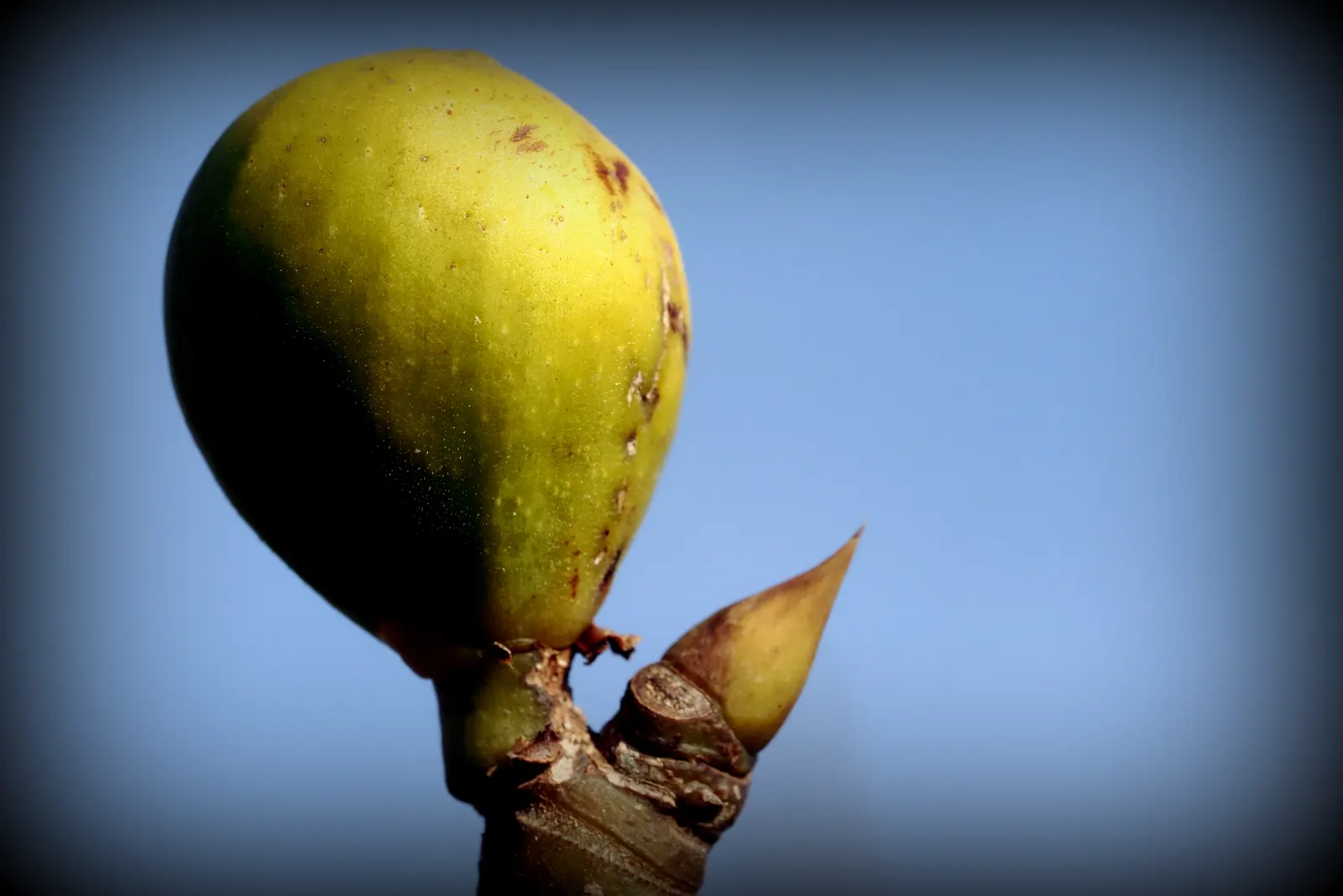 Edible Fig (Ficus Carica) — Native to the Mediterranean and Western Asia; palmate leaves create a tropical appearance and are generally about 4 to, image 177