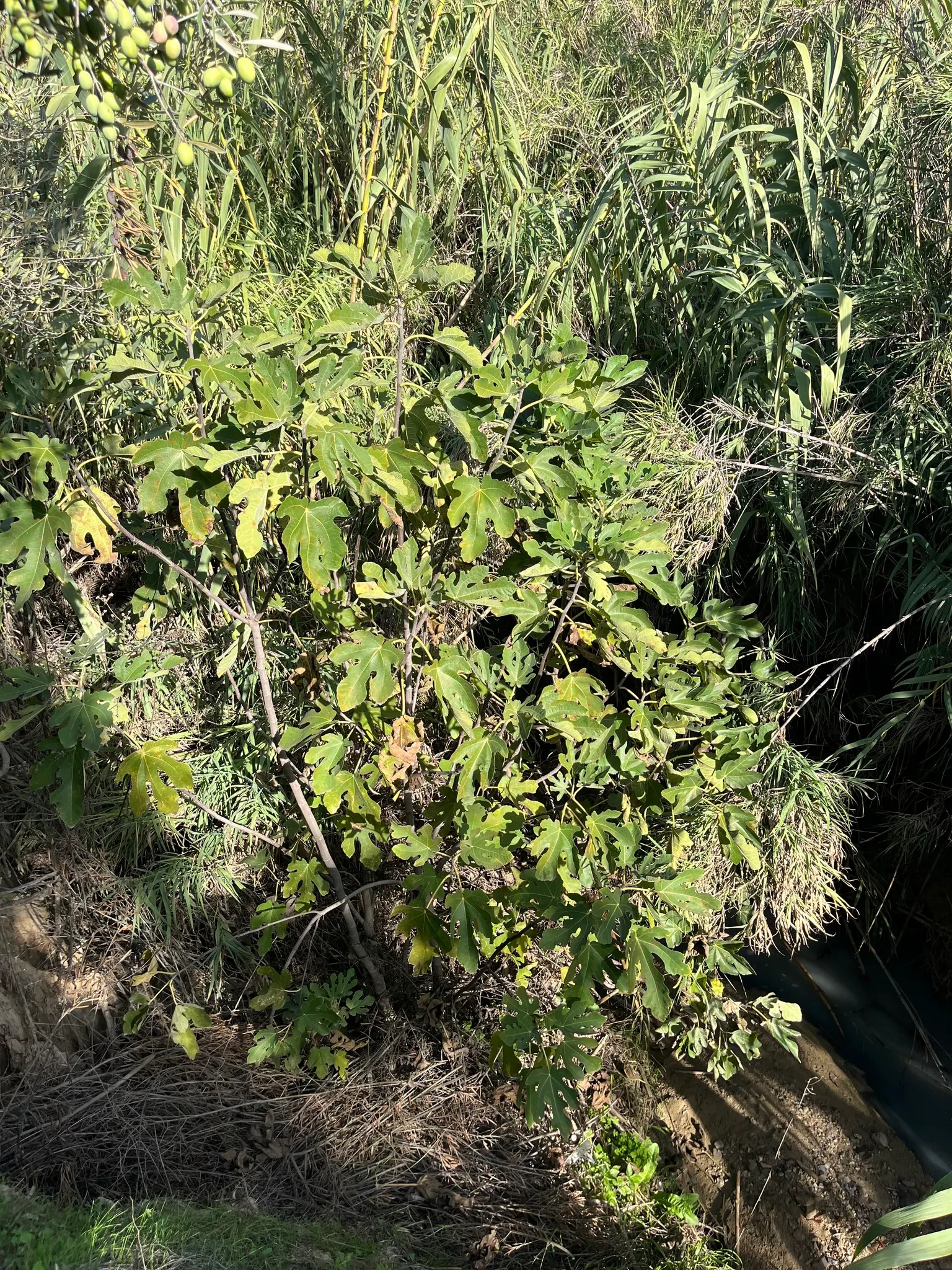 Edible Fig (Ficus Carica) — Ensure well-drained soil to avoid root rot; an Edible Fig, Ficus carica, thrives in warmer zones, maturing to 10-30, image 172