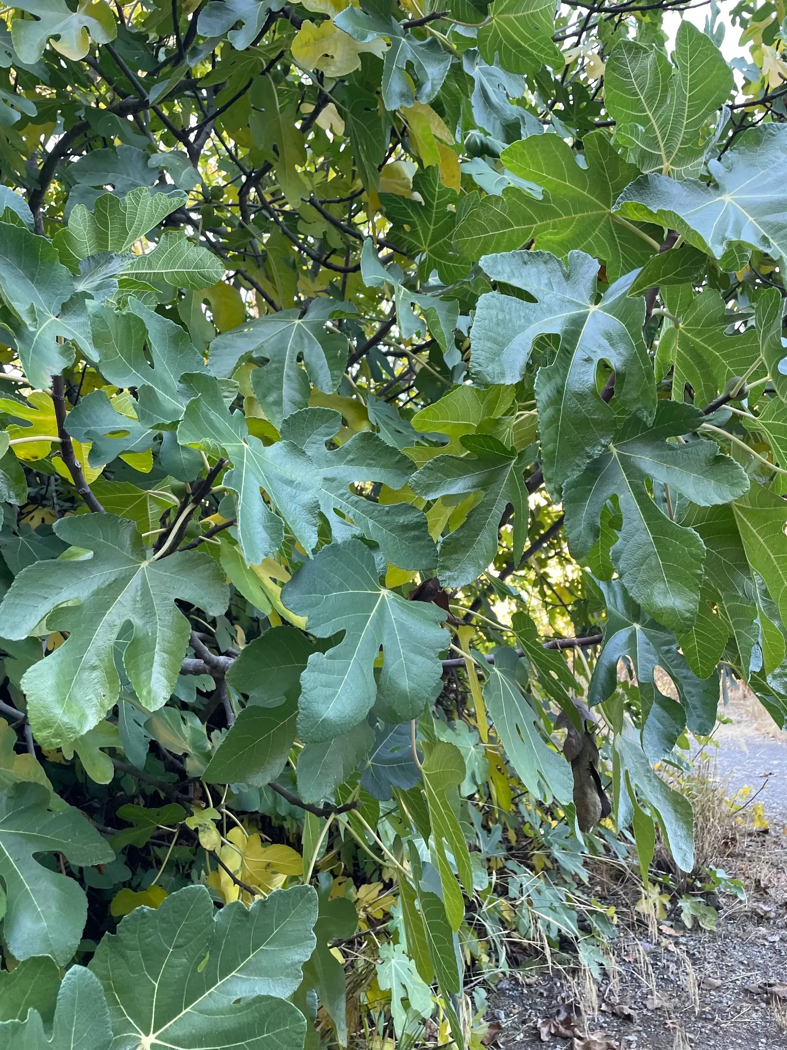 Edible Fig (Ficus Carica) — palmate leaves create a tropical appearance and are generally about 4 to 9 inches in length