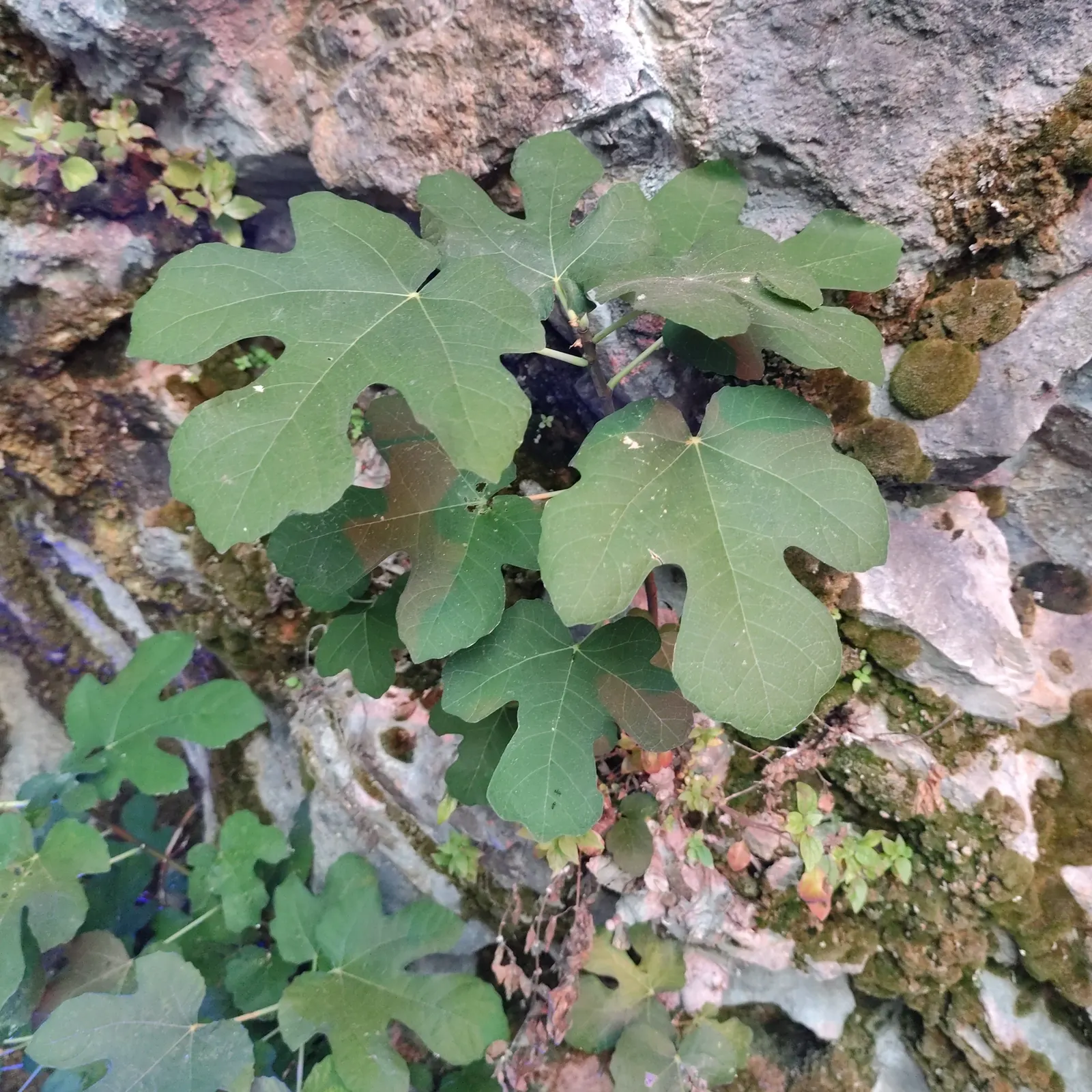 Edible Fig (Ficus Carica) — the Ficus carica bears its distinct fruit; contributing to the dense canopy that offers a cooling shade during the hot, image 136