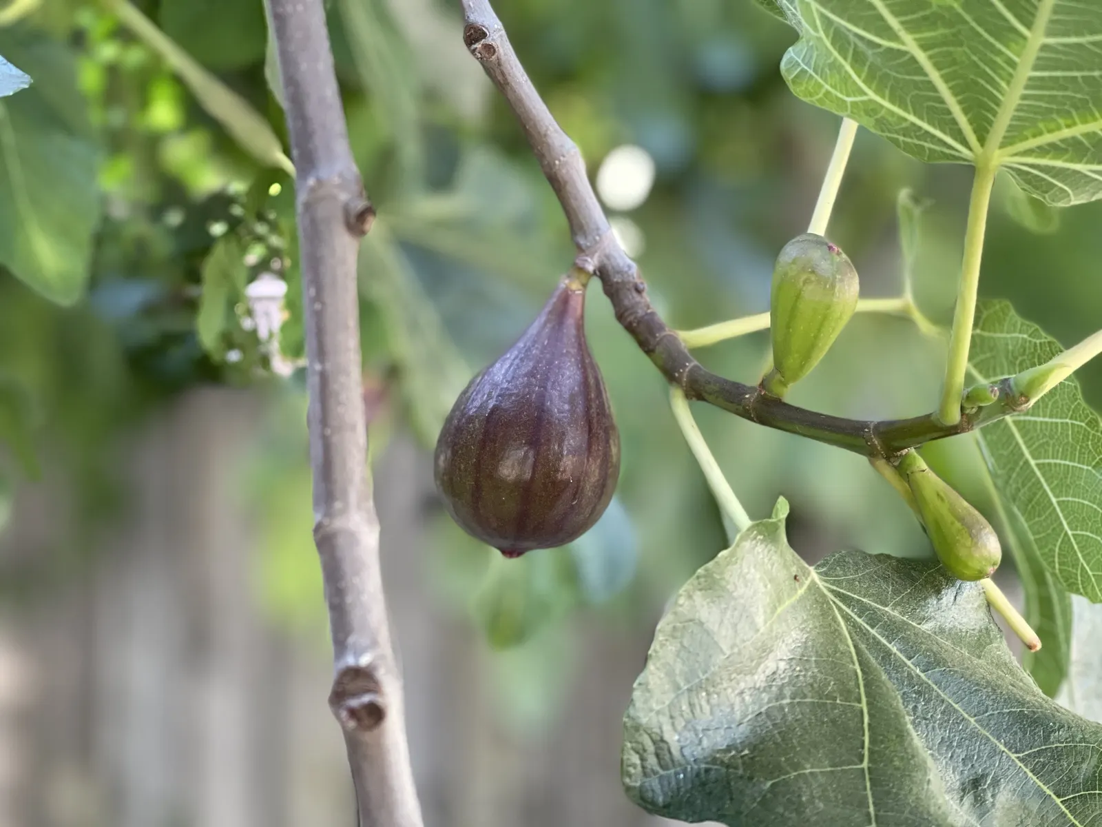 Edible Fig (Ficus Carica) — this species of fig is well-suited for USDA Hardiness Zones 7-11 and typically thrives in temperate climates; the fruit, image 130
