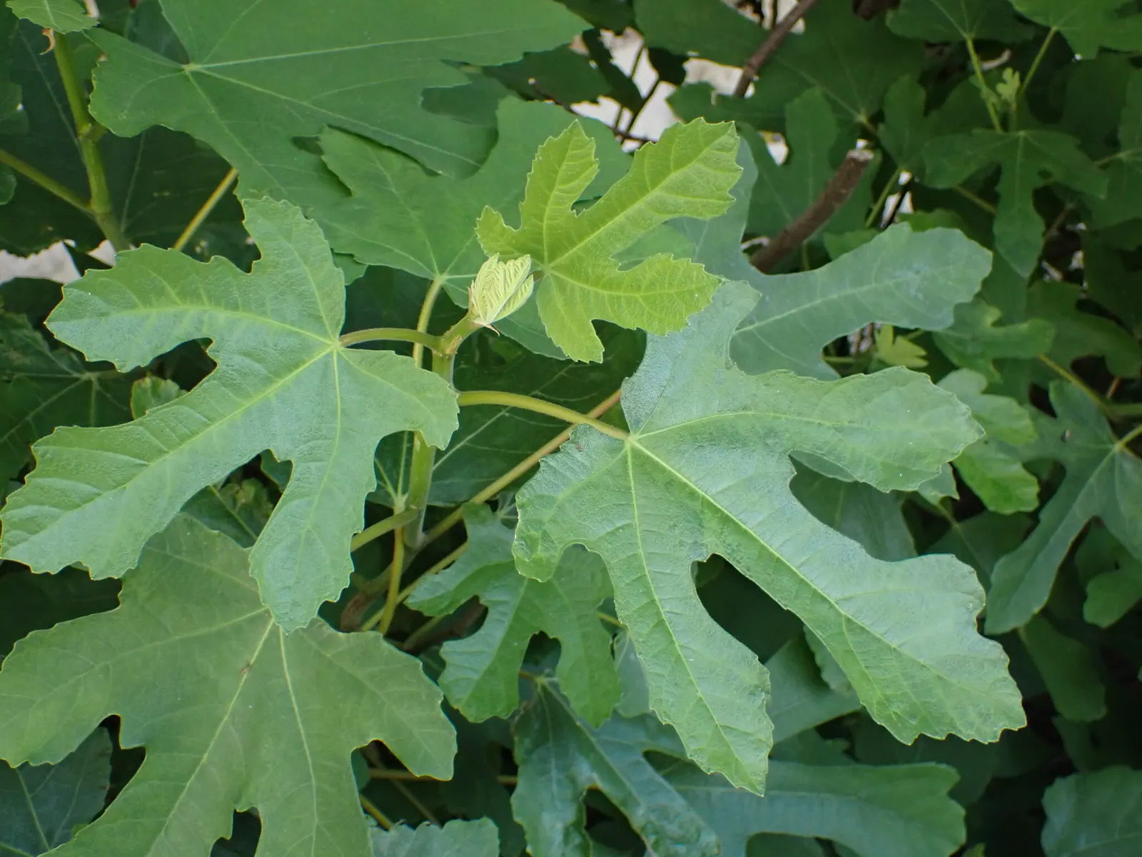 Edible Fig (Ficus Carica) — The foliage turns a warm yellow hue in the fall before shedding, providing seasonal interest; making it suitable for, image 86