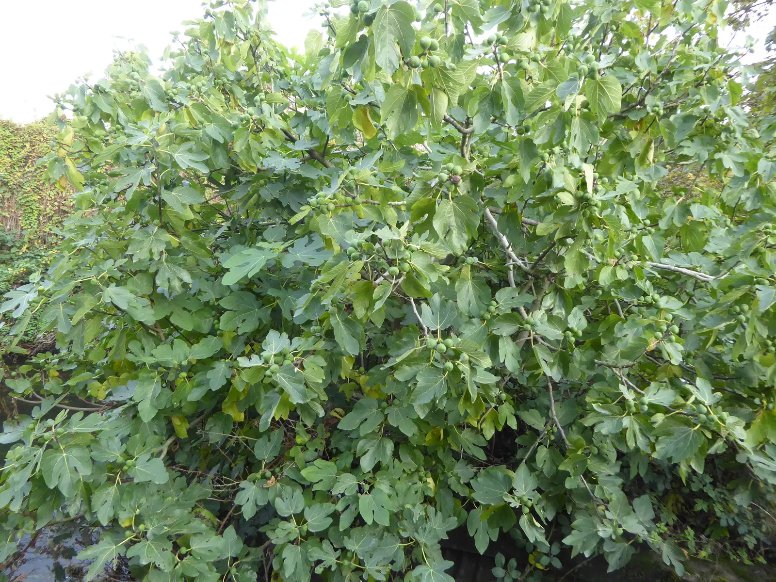 Edible Fig (Ficus Carica) — Native to the Mediterranean and Western Asia; palmate leaves create a tropical appearance and are generally about 4 to, image 57