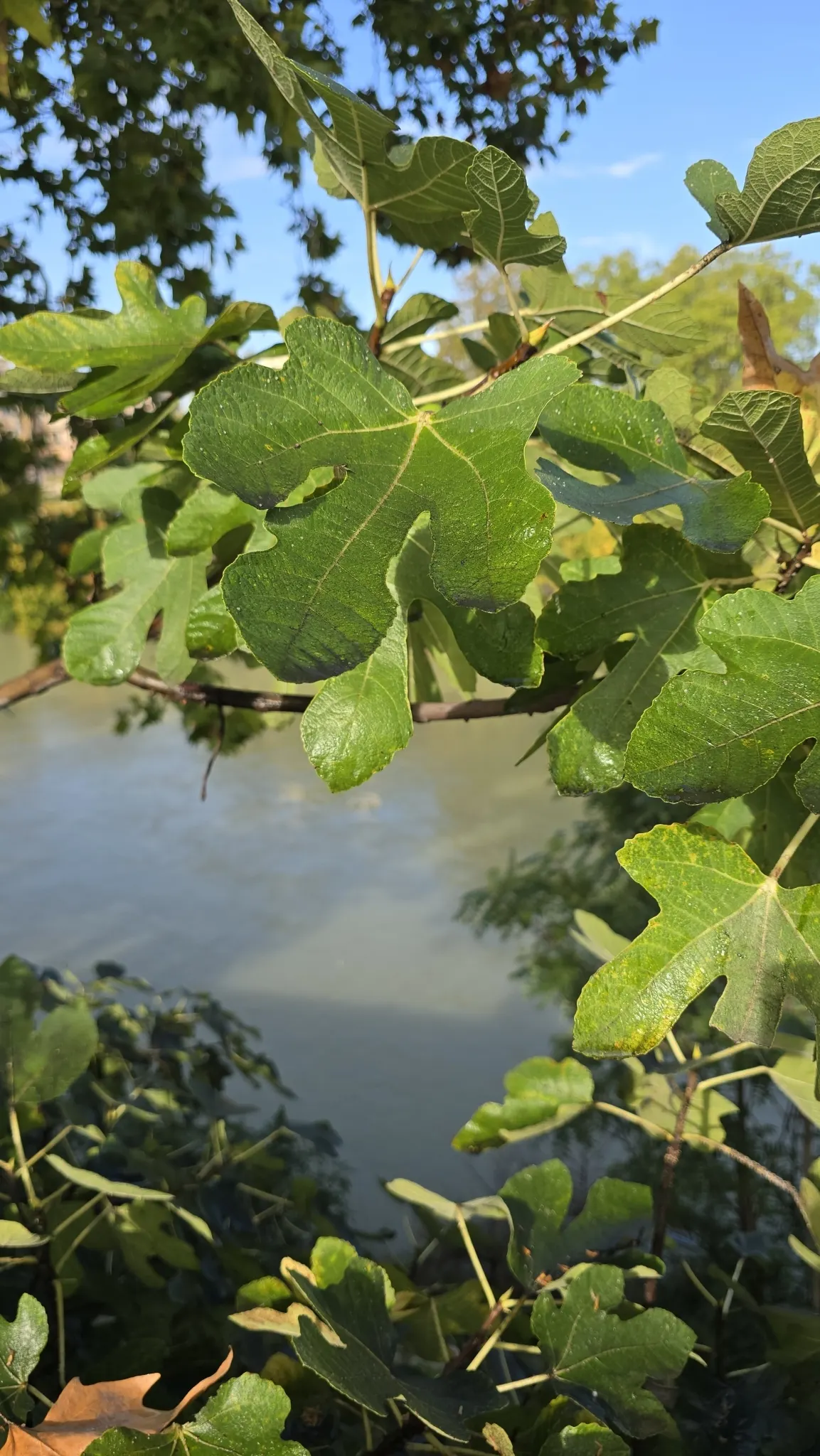 Edible Fig (Ficus Carica) — contributing to the dense canopy that offers a cooling shade during the hot summer months; the Ficus carica bears its, image 85