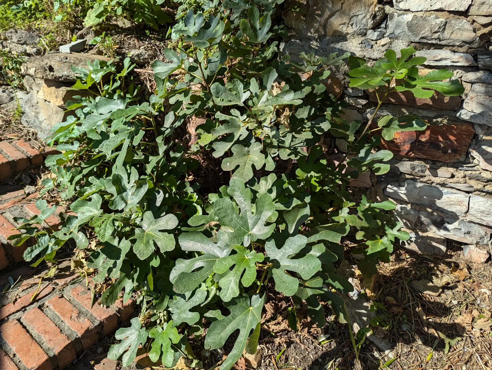 Edible Fig (Ficus Carica) — and ranges in color from green to purple; it sports large, lobed leaves, creating a tropical feel, image 138