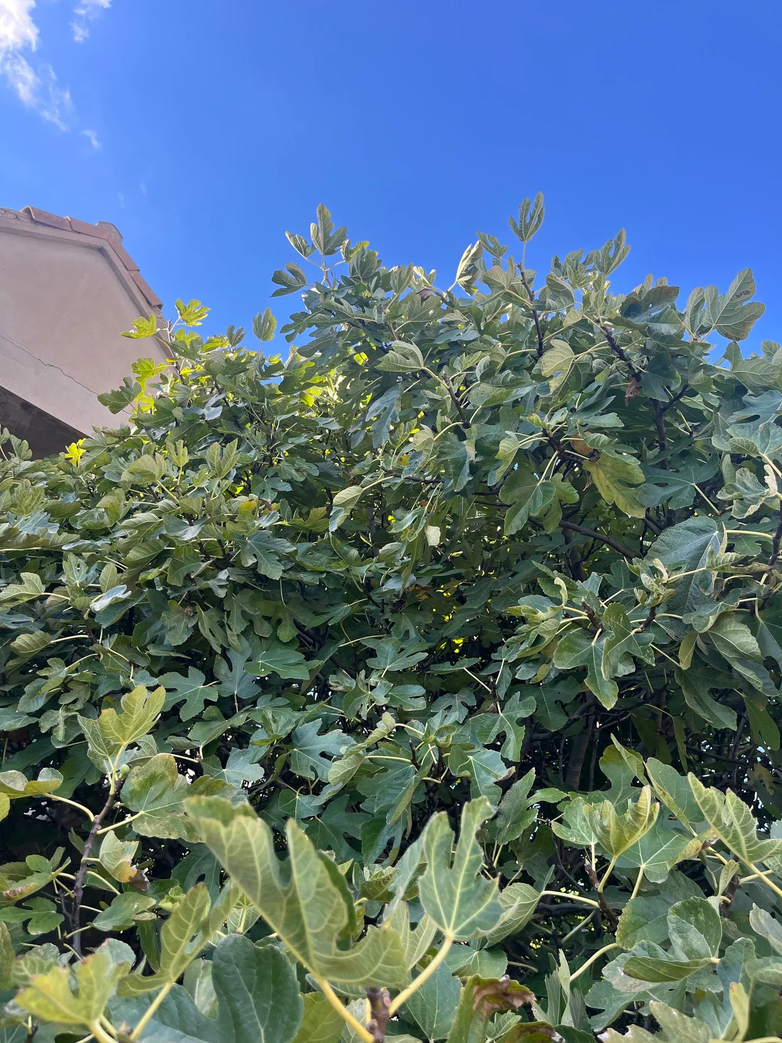 Edible Fig (Ficus Carica) — Native to the Mediterranean and Western Asia; palmate leaves create a tropical appearance and are generally about 4 to 9 inches in