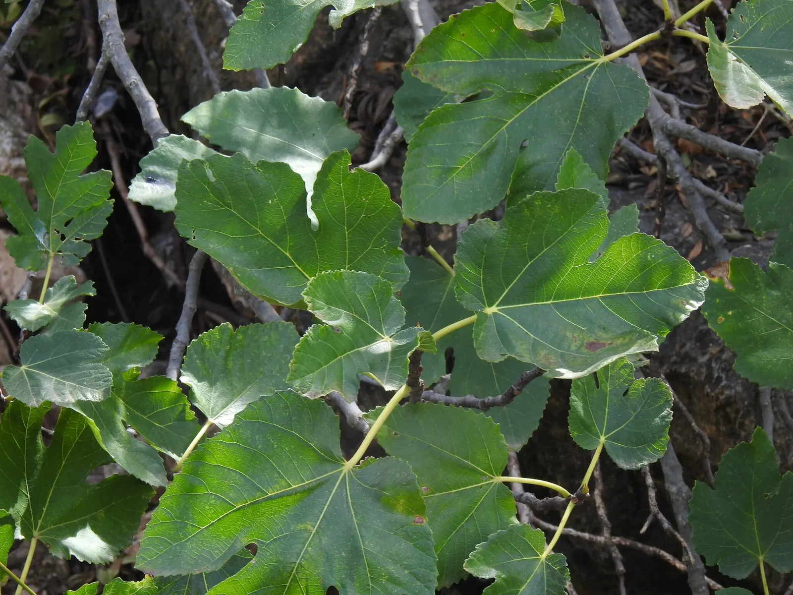 Edible Fig (Ficus Carica) — and ranges in color from green to purple; it sports large, lobed leaves, creating a tropical feel