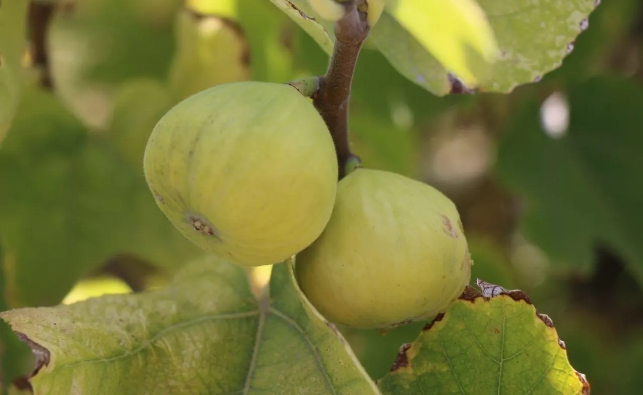 Edible Fig (Ficus Carica) — which has a sweet and succulent taste; due to its expansive root system, image 89