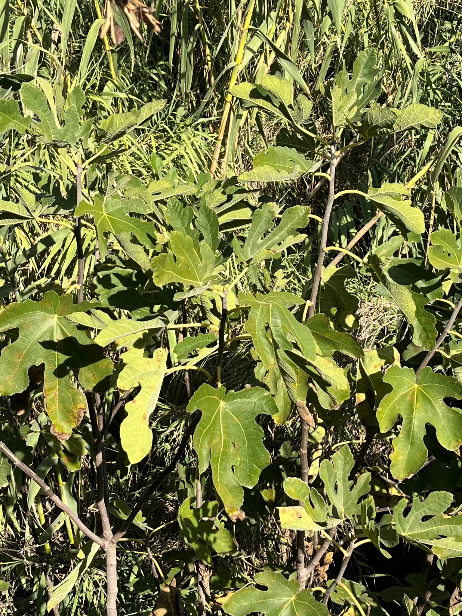 Edible Fig (Ficus Carica) — The fruit becomes approximately 2 to 4 inches long; this species of fig is well-suited for USDA Hardiness Zones 7-11, image 115