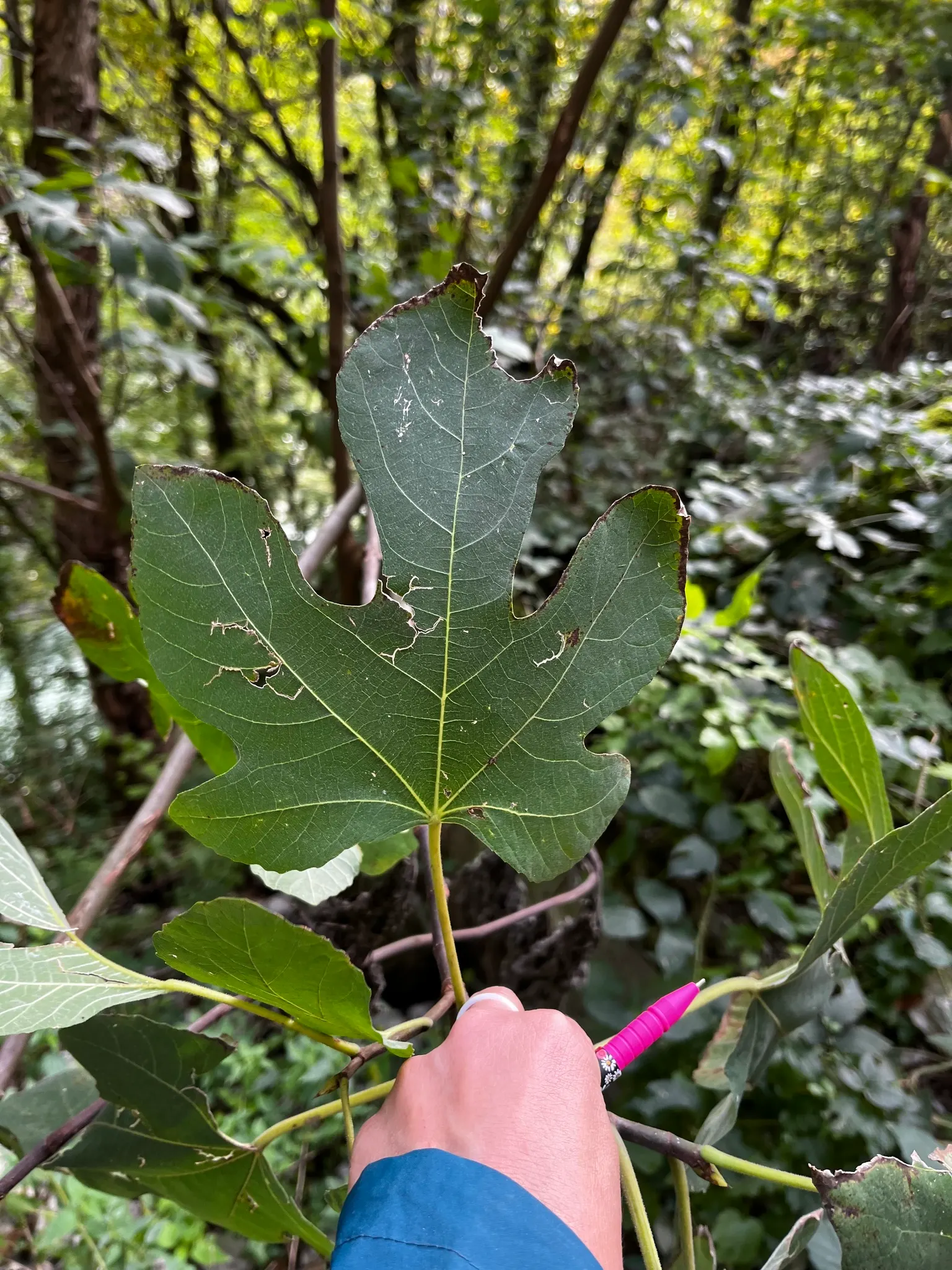 Edible Fig (Ficus Carica) — Native to the Mediterranean and Western Asia; palmate leaves create a tropical appearance and are generally about 4 to, image 153