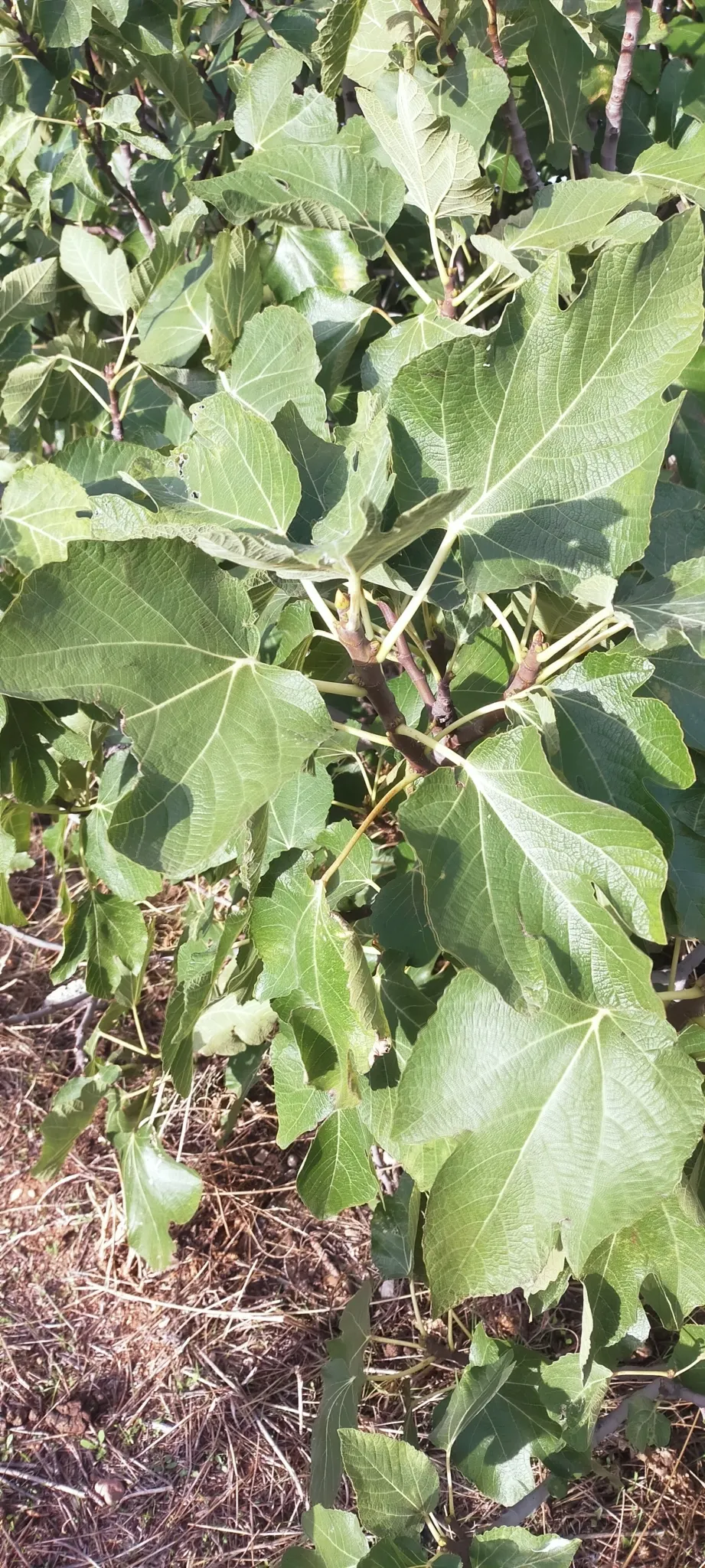 Edible Fig (Ficus Carica) — The fruit becomes approximately 2 to 4 inches long