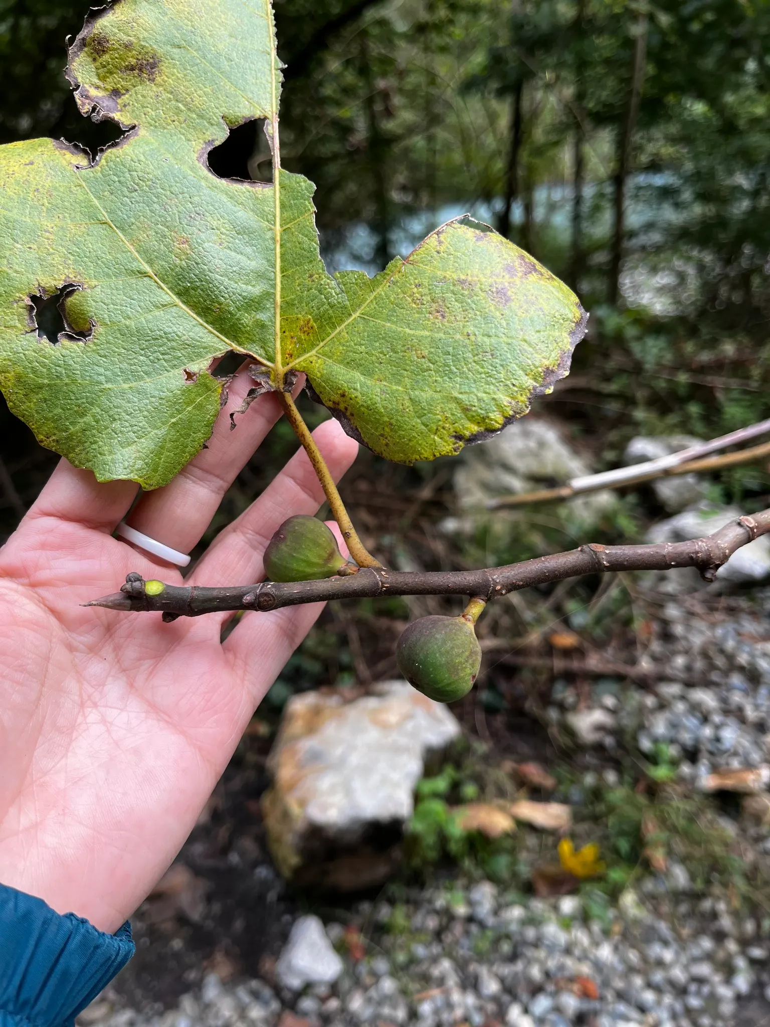 Edible Fig (Ficus Carica) — In spring and throughout the summer; aesthetic and functional, it's a splendid choice for edible landscapes and as a, image 111