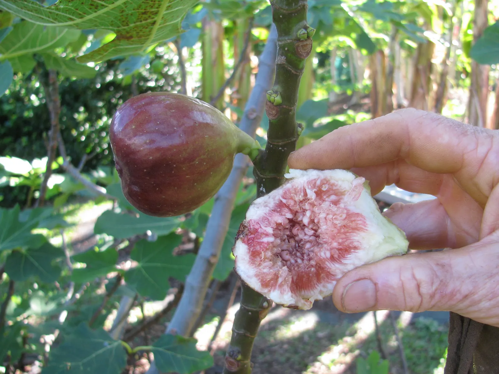 Edible Fig (Ficus Carica) — so allocating ample space for development in the garden layout is crucial.<br><br>This tree's broad; this deciduous, image 155