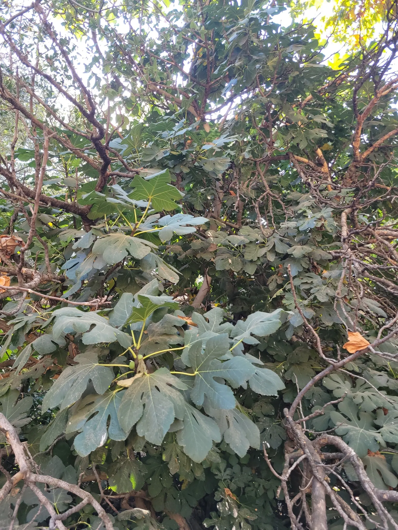 Edible Fig (Ficus Carica) — this species of fig is well-suited for USDA Hardiness Zones 7-11 and typically thrives in temperate climates; the fruit, image 106