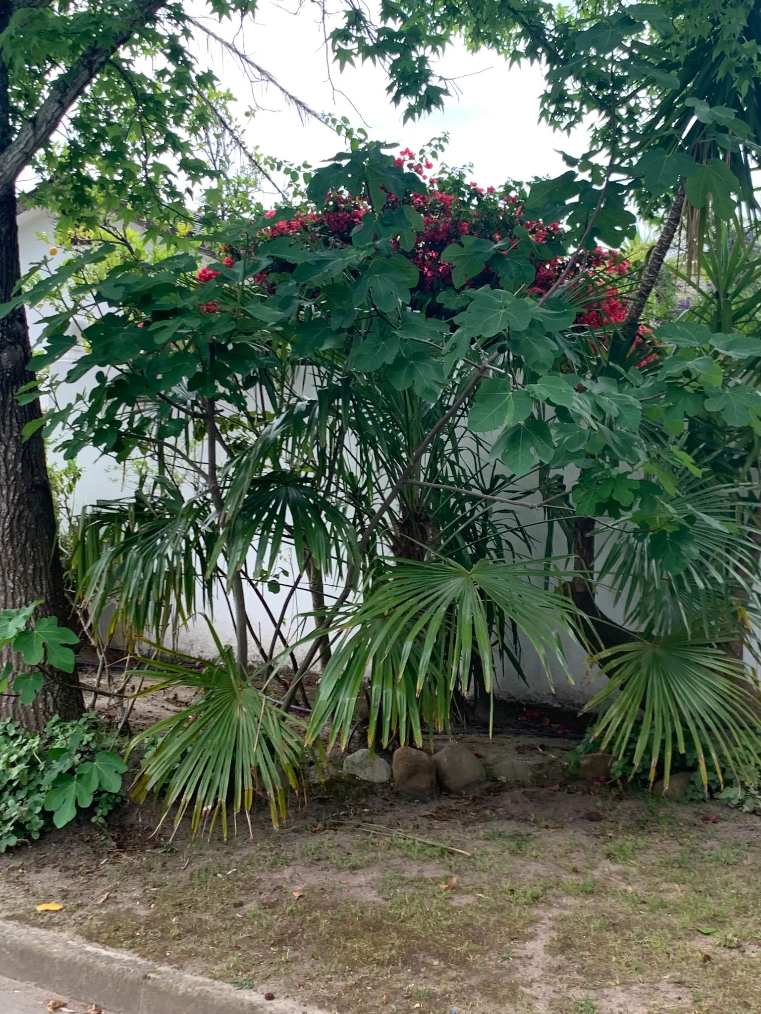 Edible Fig (Ficus Carica) — Due to its expansive root system; which has a sweet and succulent taste, image 68