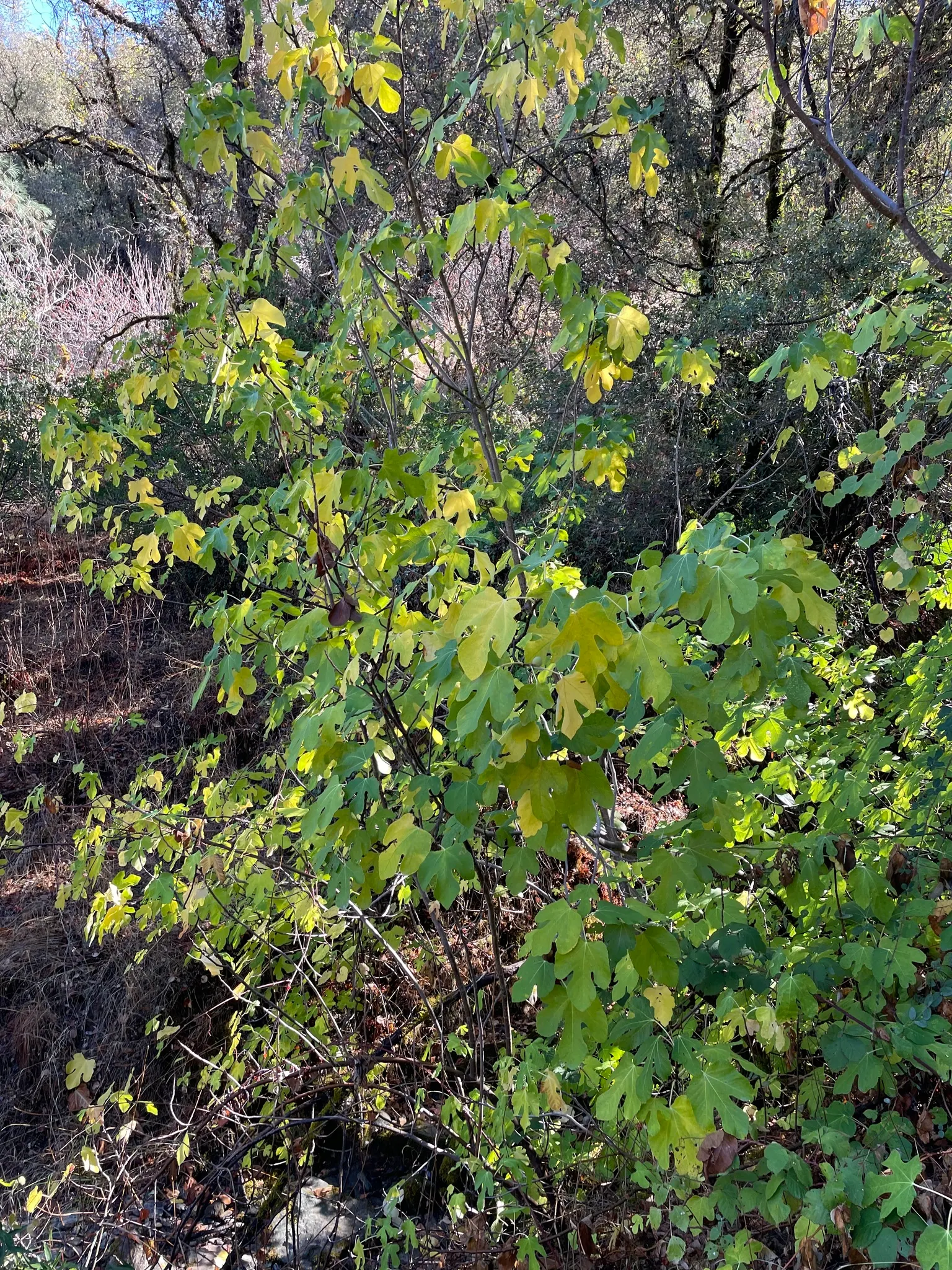Edible Fig (Ficus Carica) — Native to the Mediterranean and Western Asia; palmate leaves create a tropical appearance and are generally about 4 to, image 81