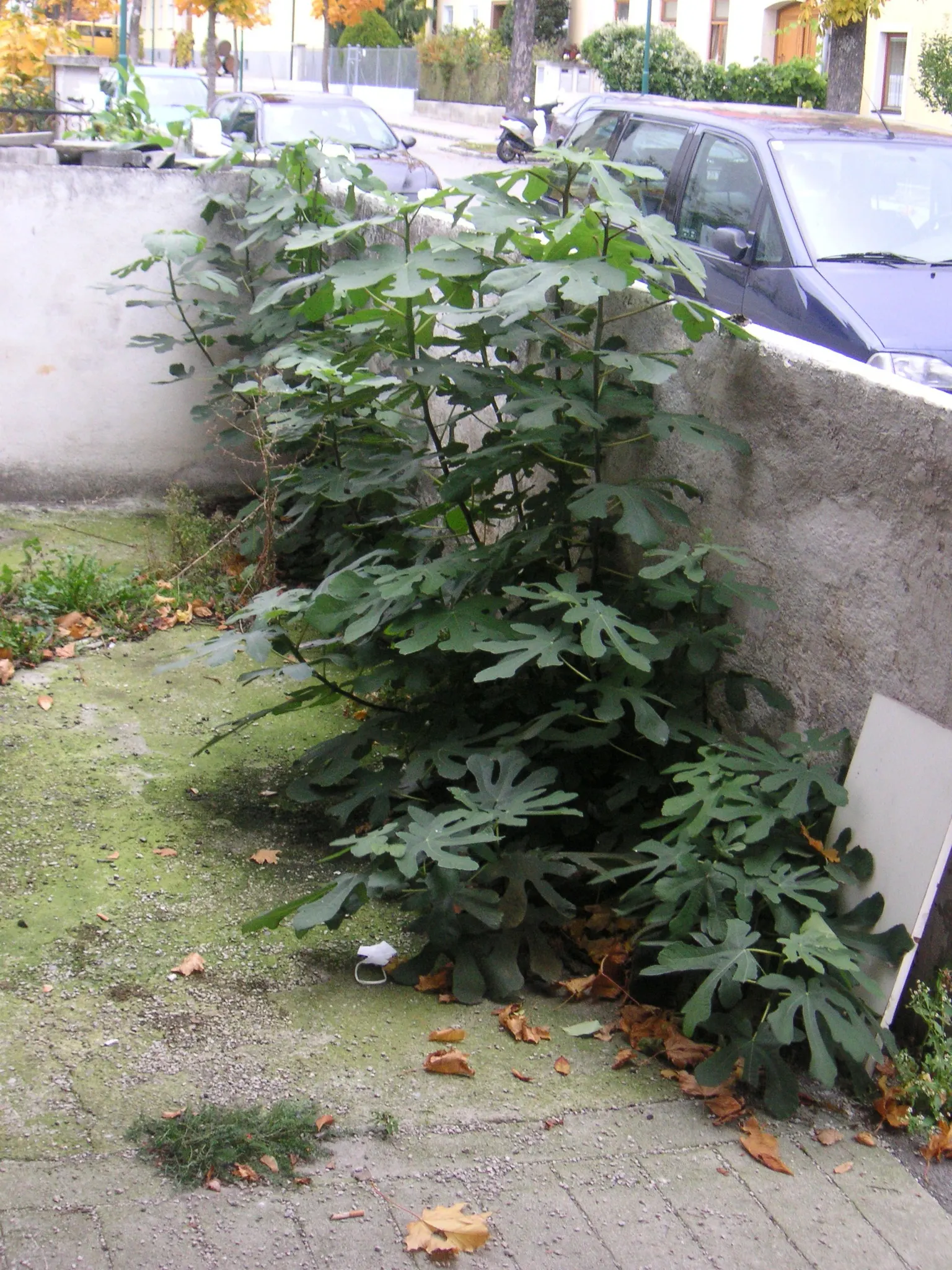 Edible Fig (Ficus Carica) — Ensure well-drained soil to avoid root rot; an Edible Fig, Ficus carica, thrives in warmer zones, maturing to 10-30, image 100