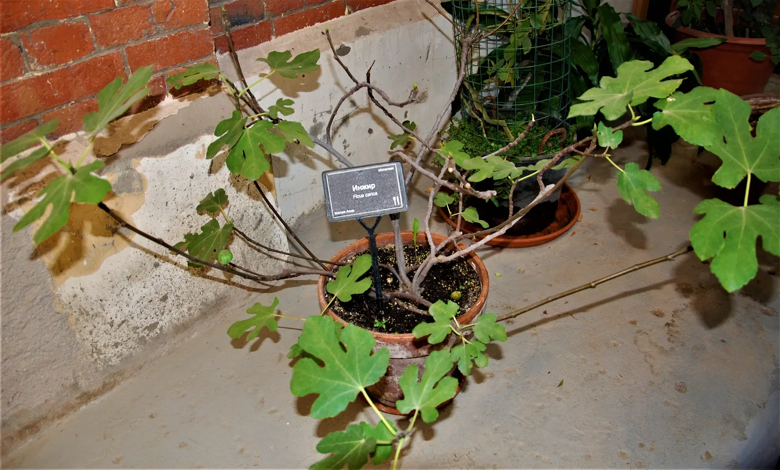 Edible Fig (Ficus Carica) — making it suitable for espalier or as a freestanding specimen