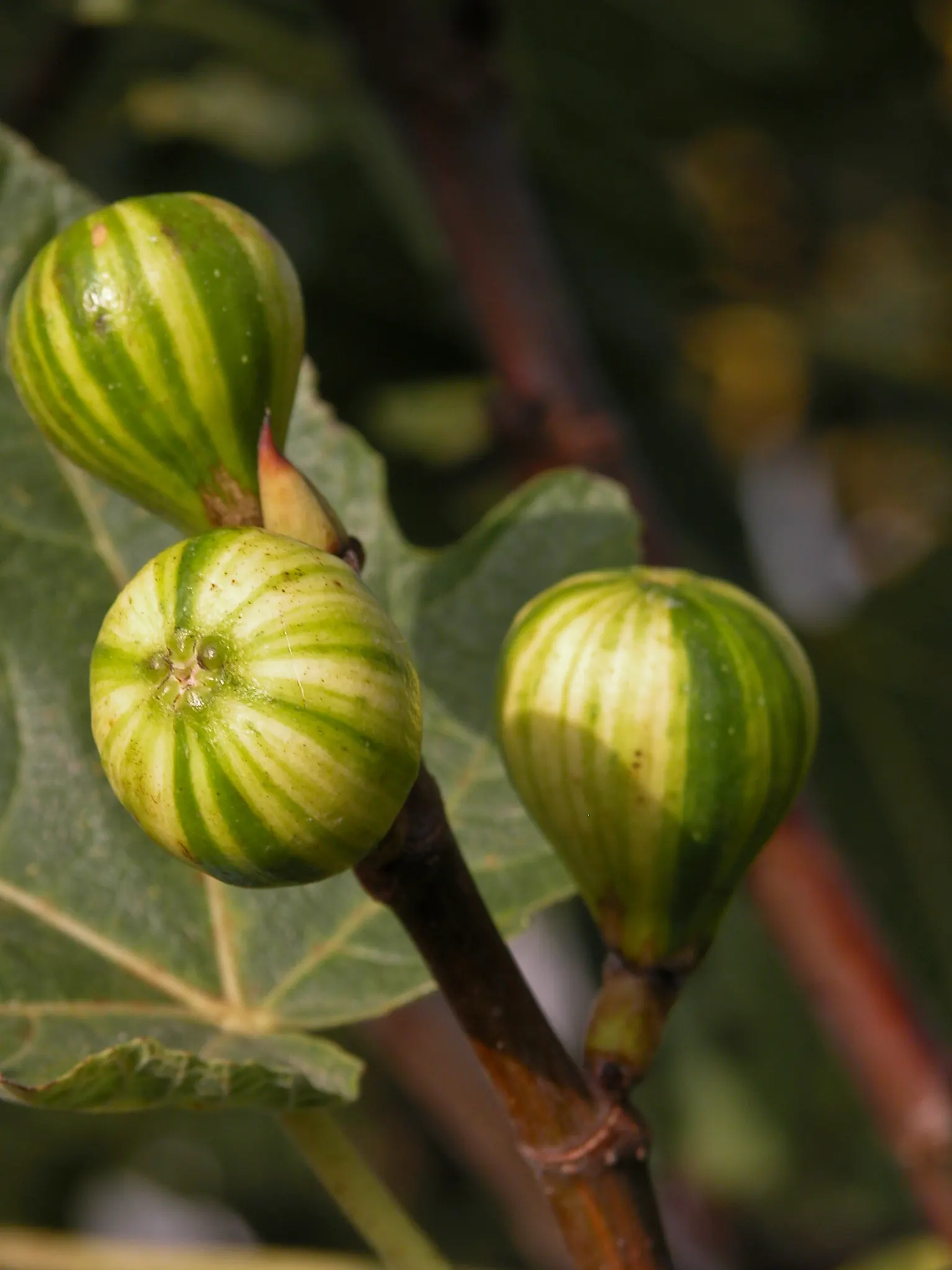 Edible Fig (Ficus Carica) — Ensure well-drained soil to avoid root rot; an Edible Fig, Ficus carica, thrives in warmer zones, maturing to 10-30 feet tall