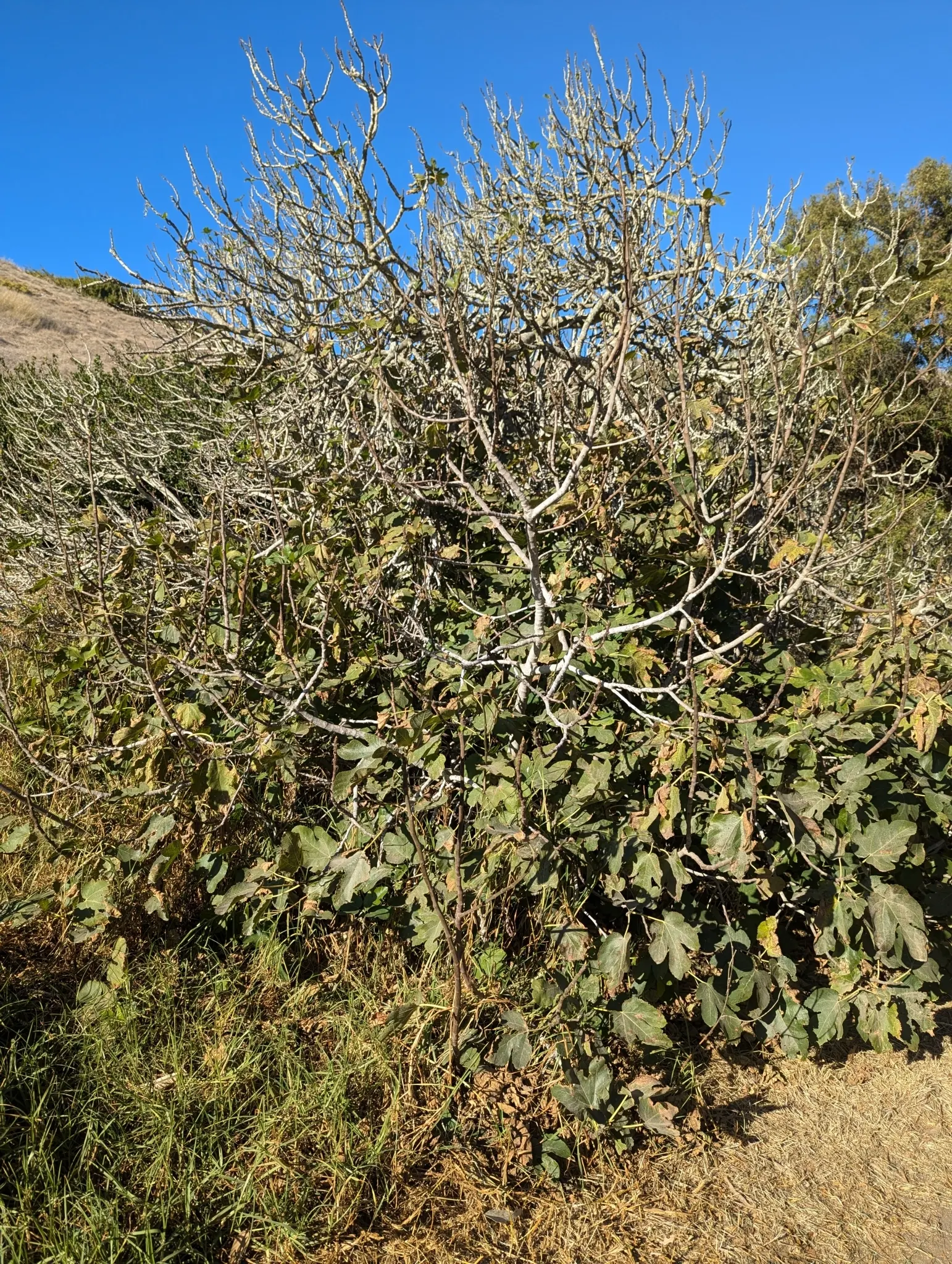 Edible Fig (Ficus Carica) — the Ficus carica bears its distinct fruit