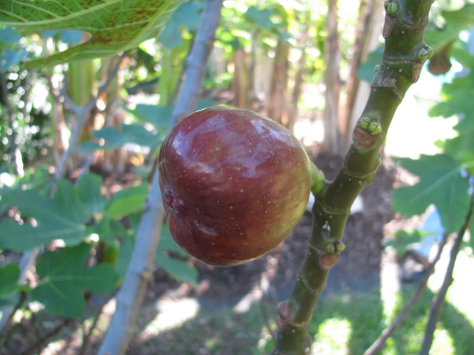 Edible Fig (Ficus Carica) — Aesthetic and functional, it's a splendid choice for edible landscapes and as a focal specimen; in spring and, image 174