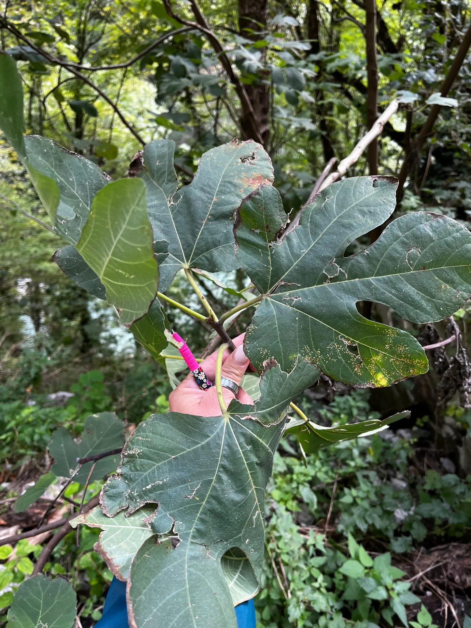 Edible Fig (Ficus Carica) — this species of fig is well-suited for USDA Hardiness Zones 7-11 and typically thrives in temperate climates; the fruit becomes