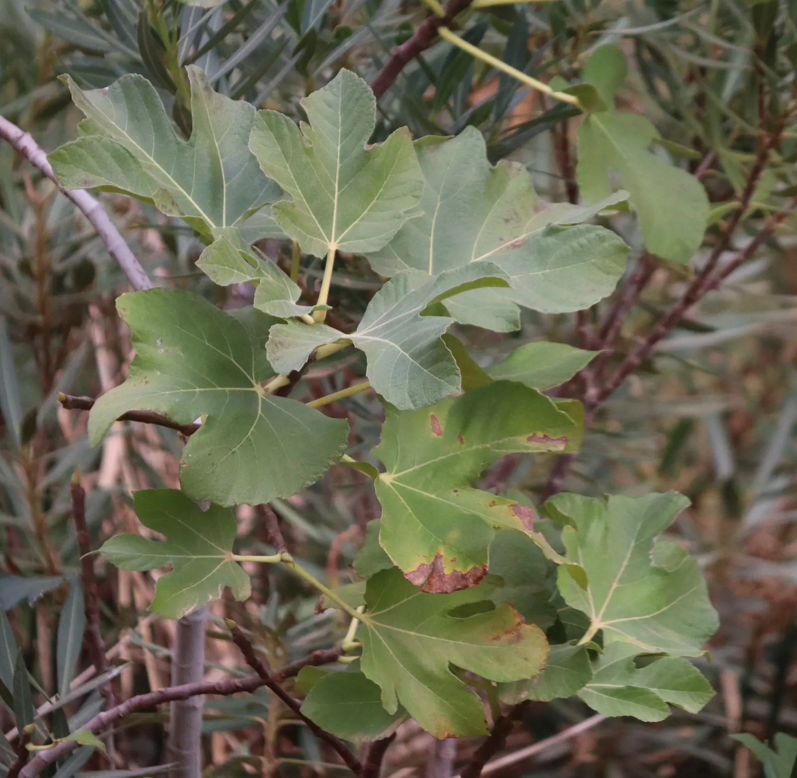 Edible Fig (Ficus Carica) — this species of fig is well-suited for USDA Hardiness Zones 7-11 and typically thrives in temperate climates; the fruit, image 58