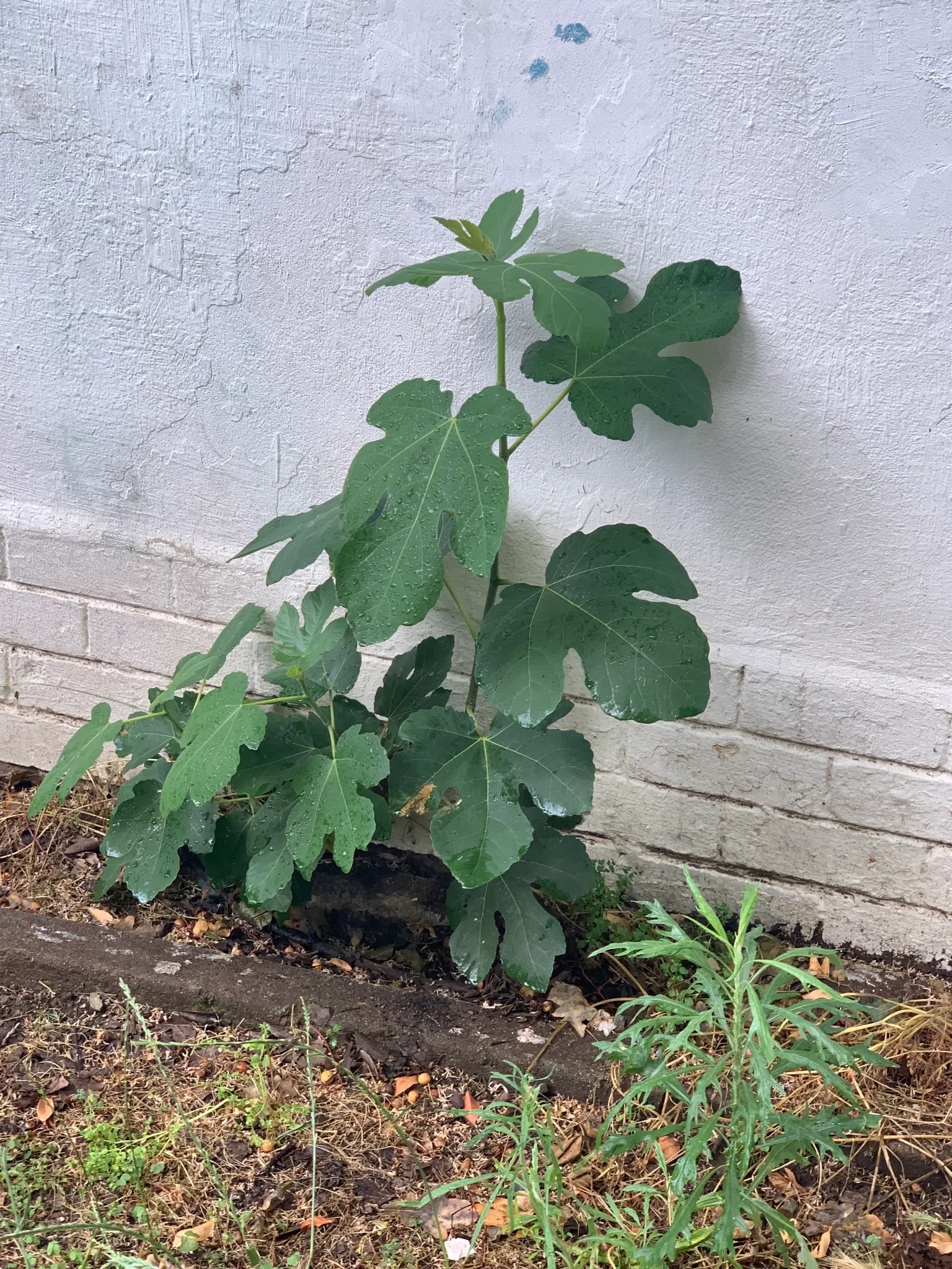 Edible Fig (Ficus Carica) — so allocating ample space for development in the garden layout is crucial.<br><br>This tree's broad