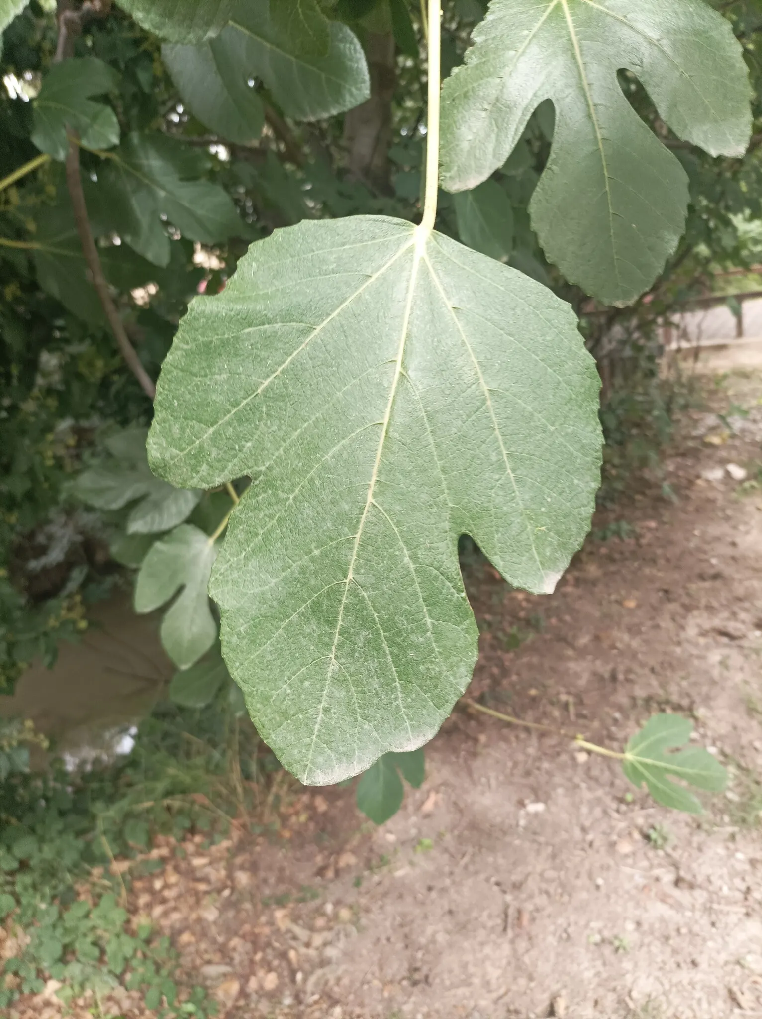 Edible Fig (Ficus Carica) — An Edible Fig, Ficus carica, thrives in warmer zones, maturing to 10-30 feet tall; ensure well-drained soil to avoid, image 121