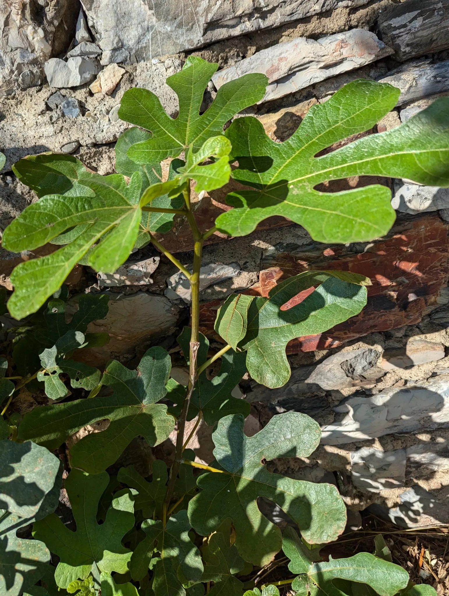 Edible Fig (Ficus Carica) — scientifically known as Ficus carica; the Edible Fig can be pruned to maintain a desired shape and size, image 79