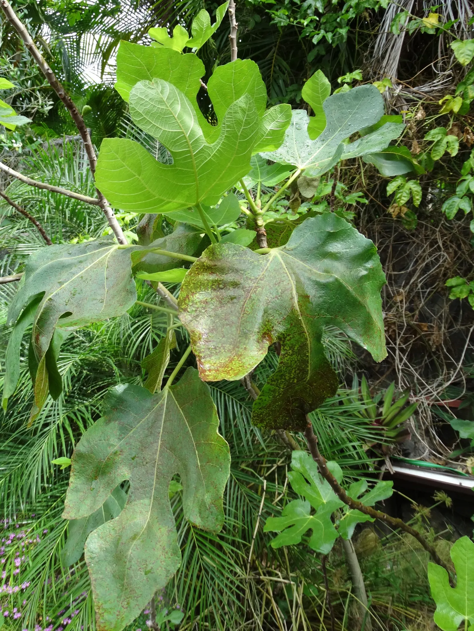Edible Fig (Ficus Carica) — and ranges in color from green to purple; it sports large, lobed leaves, creating a tropical feel, image 90