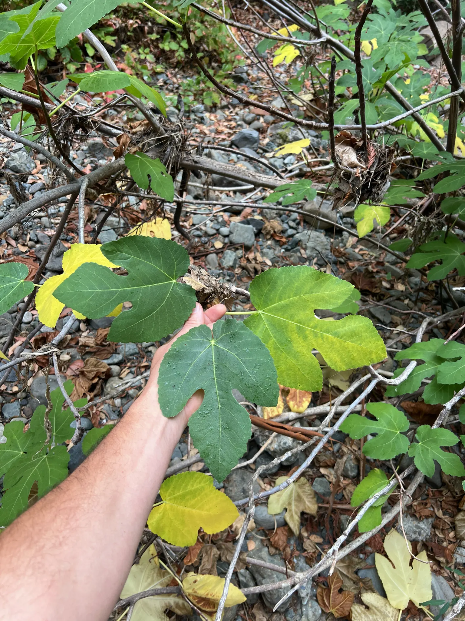 Edible Fig (Ficus Carica) — Native to the Mediterranean and Western Asia; palmate leaves create a tropical appearance and are generally about 4 to, image 129