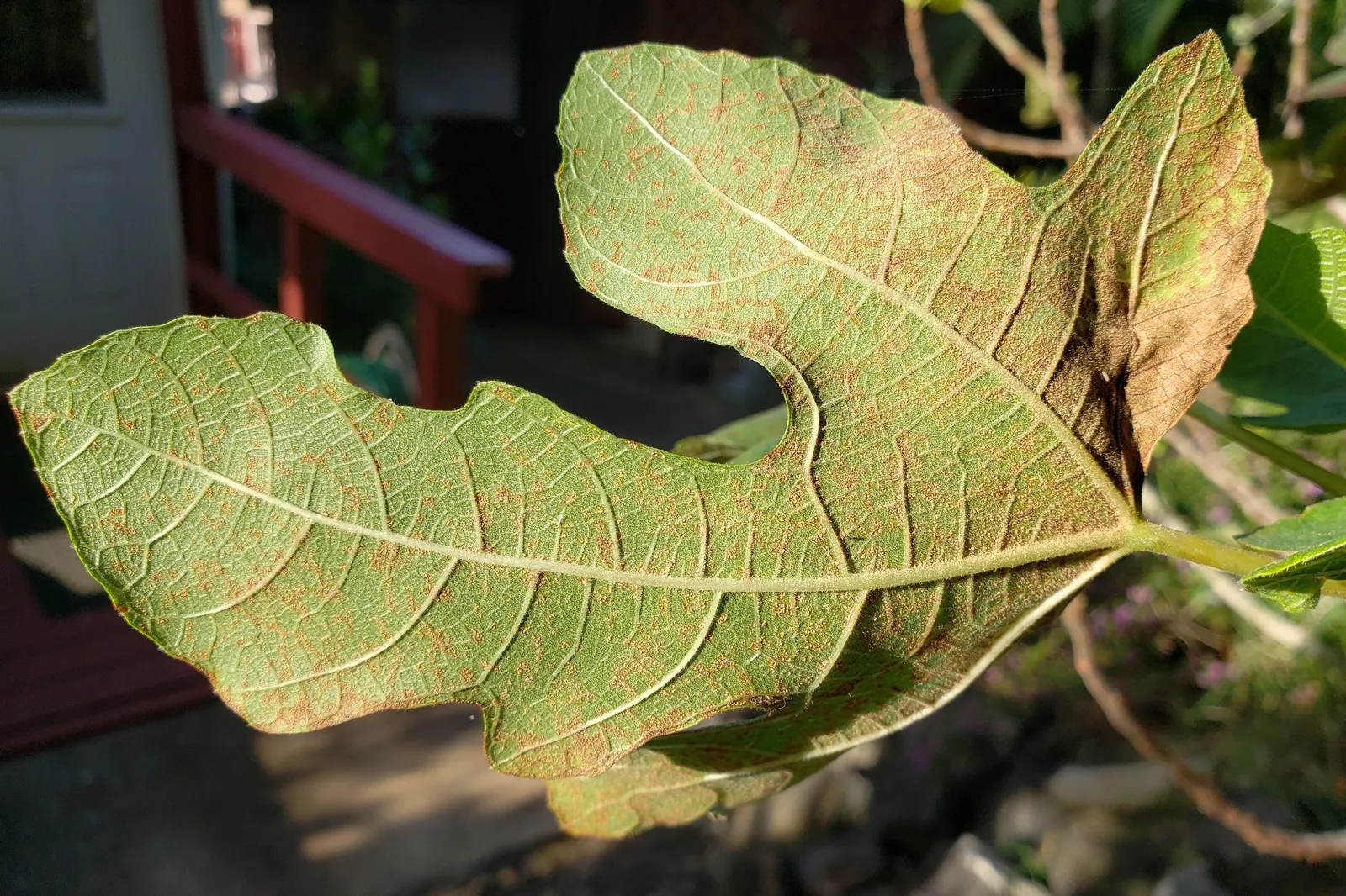 Edible Fig (Ficus Carica) — An Edible Fig, Ficus carica, thrives in warmer zones, maturing to 10-30 feet tall; ensure well-drained soil to avoid, image 145