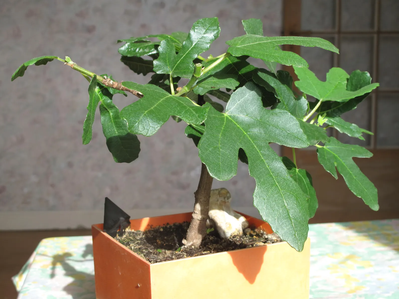 Edible Fig (Ficus Carica) — which has a sweet and succulent taste; due to its expansive root system